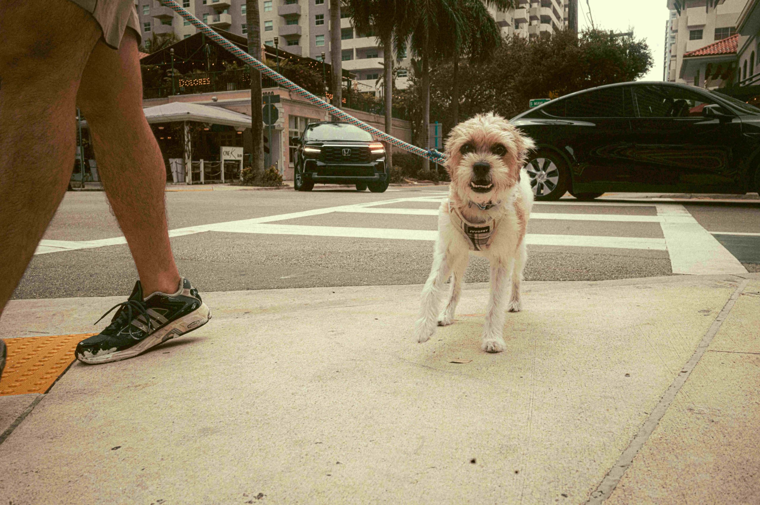 Mon chien doit-il s’adapter à mon rythme ou dois-je adapter le mien au sien ?