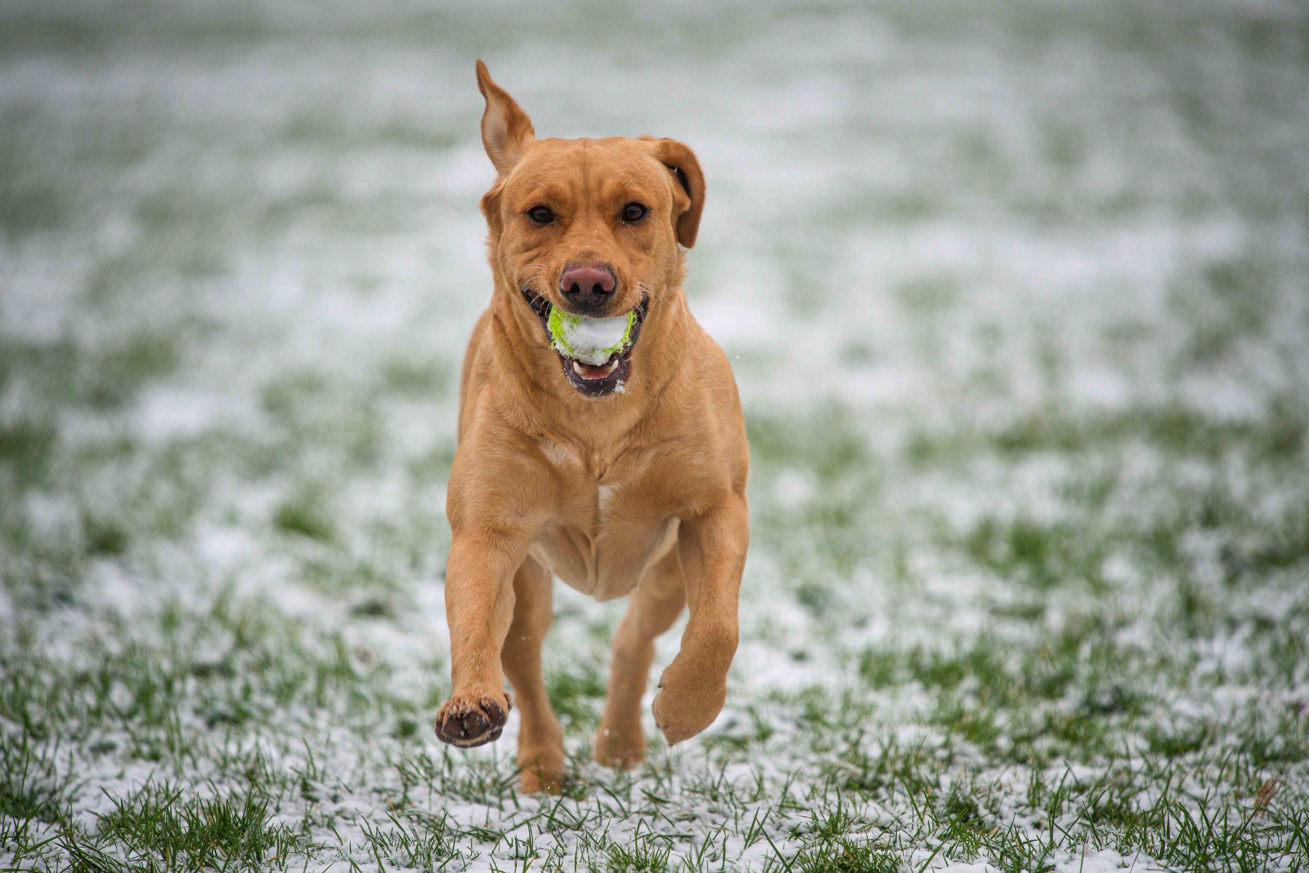 Chien sans laisse revenant vers son humain avec une balle