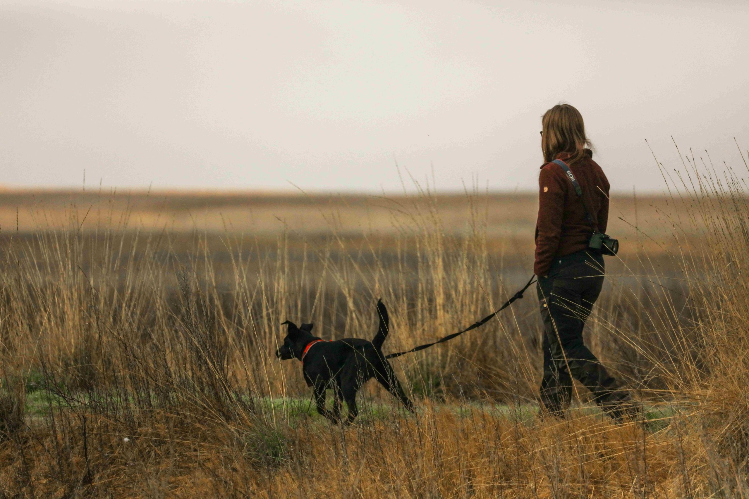 Chien en laisse en promenade dans un environnement ouvert et calme
