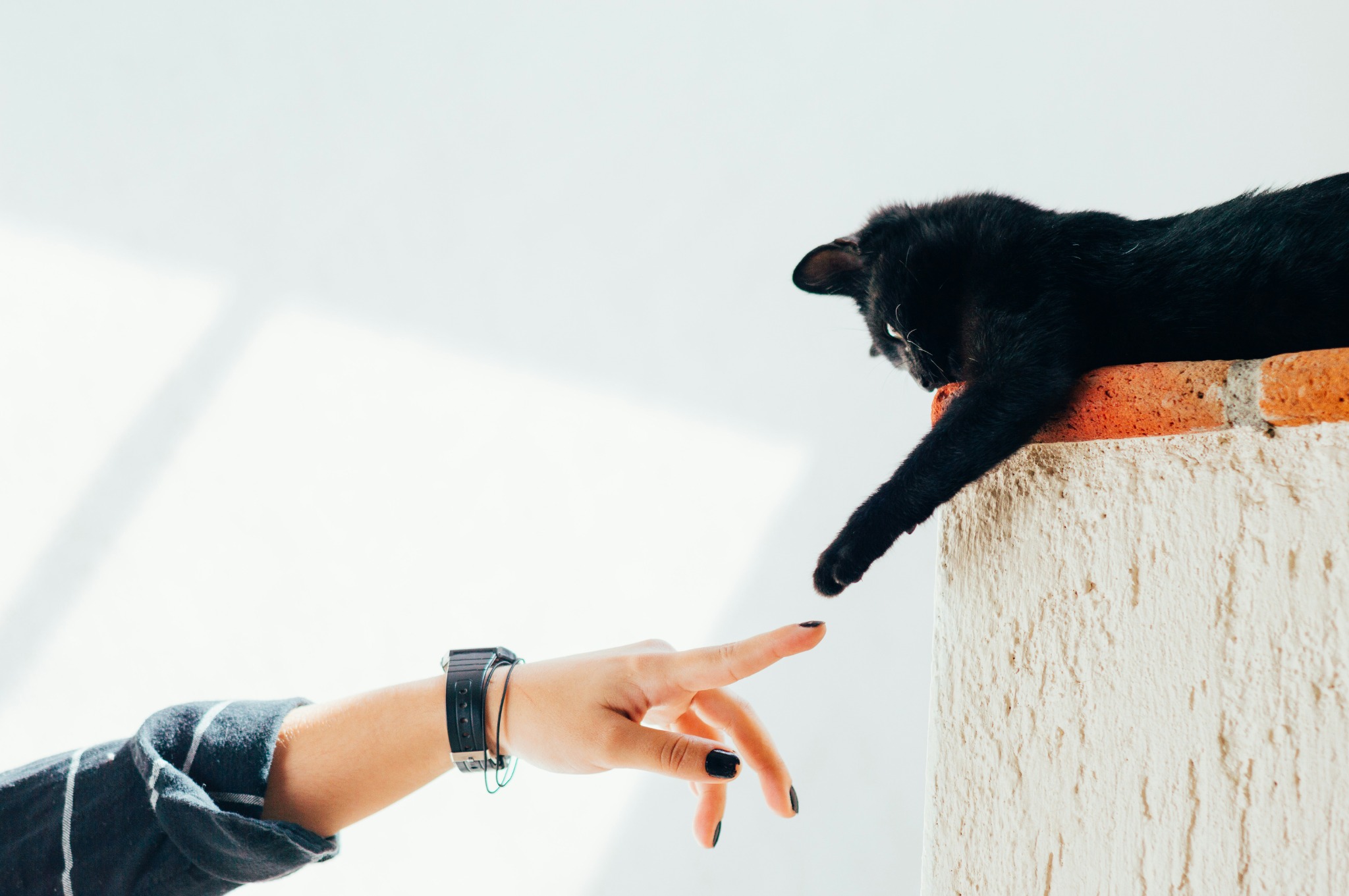 Chat entrant en contact avec la main d’un humain interaction sociale et lien