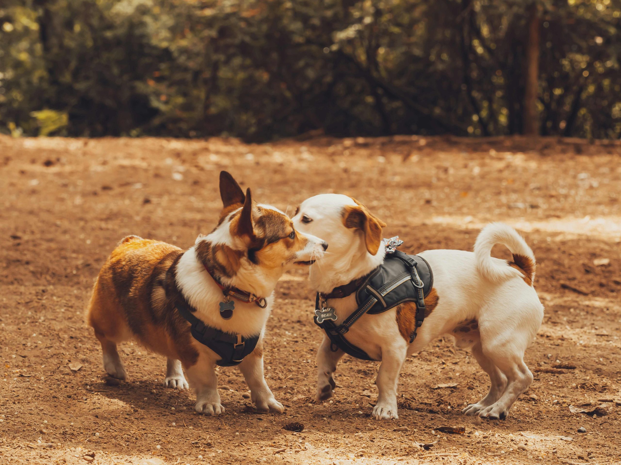 Deux chiens en interaction libre lors d’une rencontre en extérieur