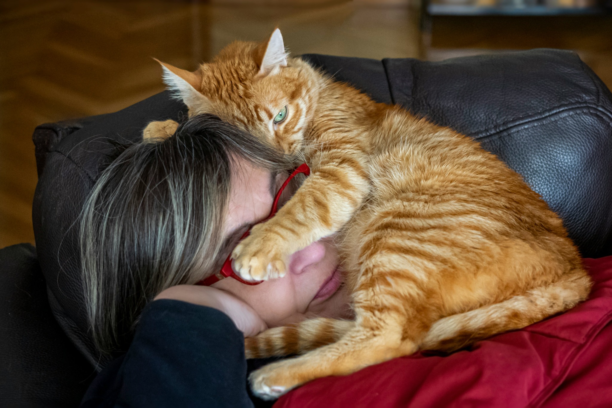 Chat très proche du visage humain illustrant un lien affectif fort