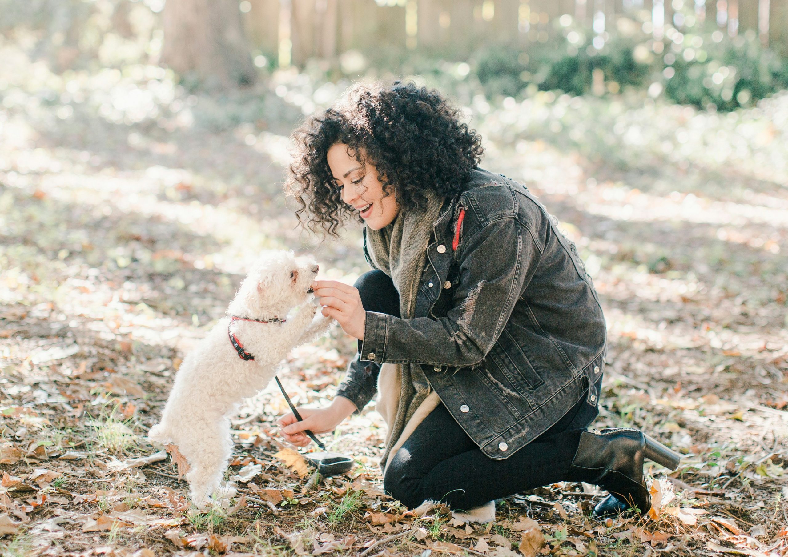 Chien récompensé avec une friandise pendant la promenade