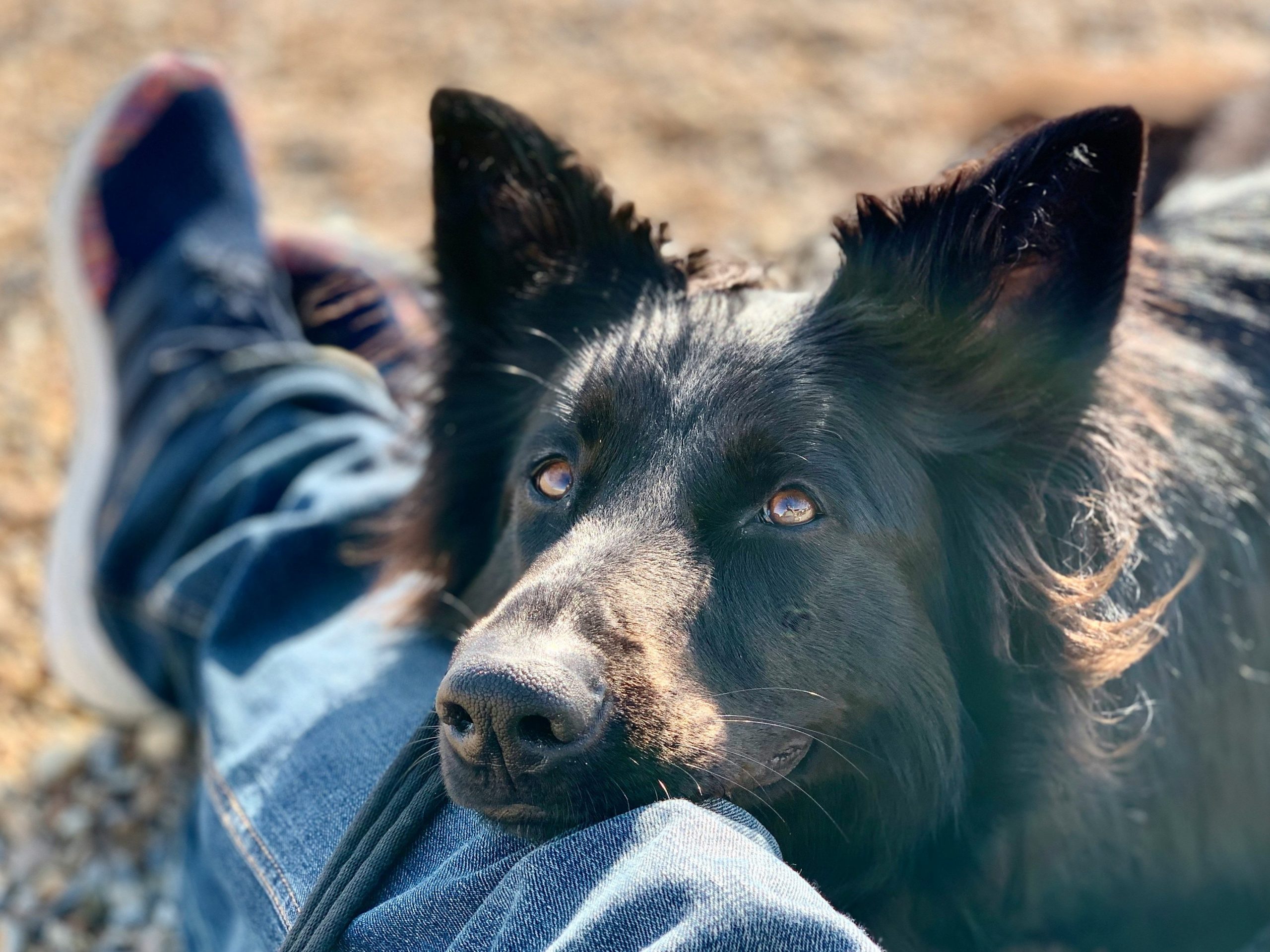 Chien en contact avec son humain illustrant une relation stable et apaisante