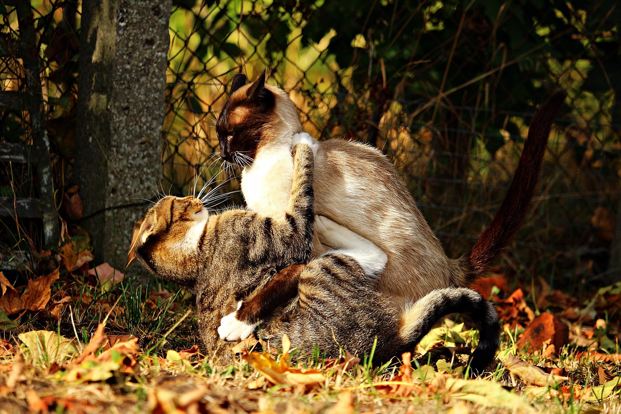 Deux chats en confrontation lors d’un conflit en extérieur