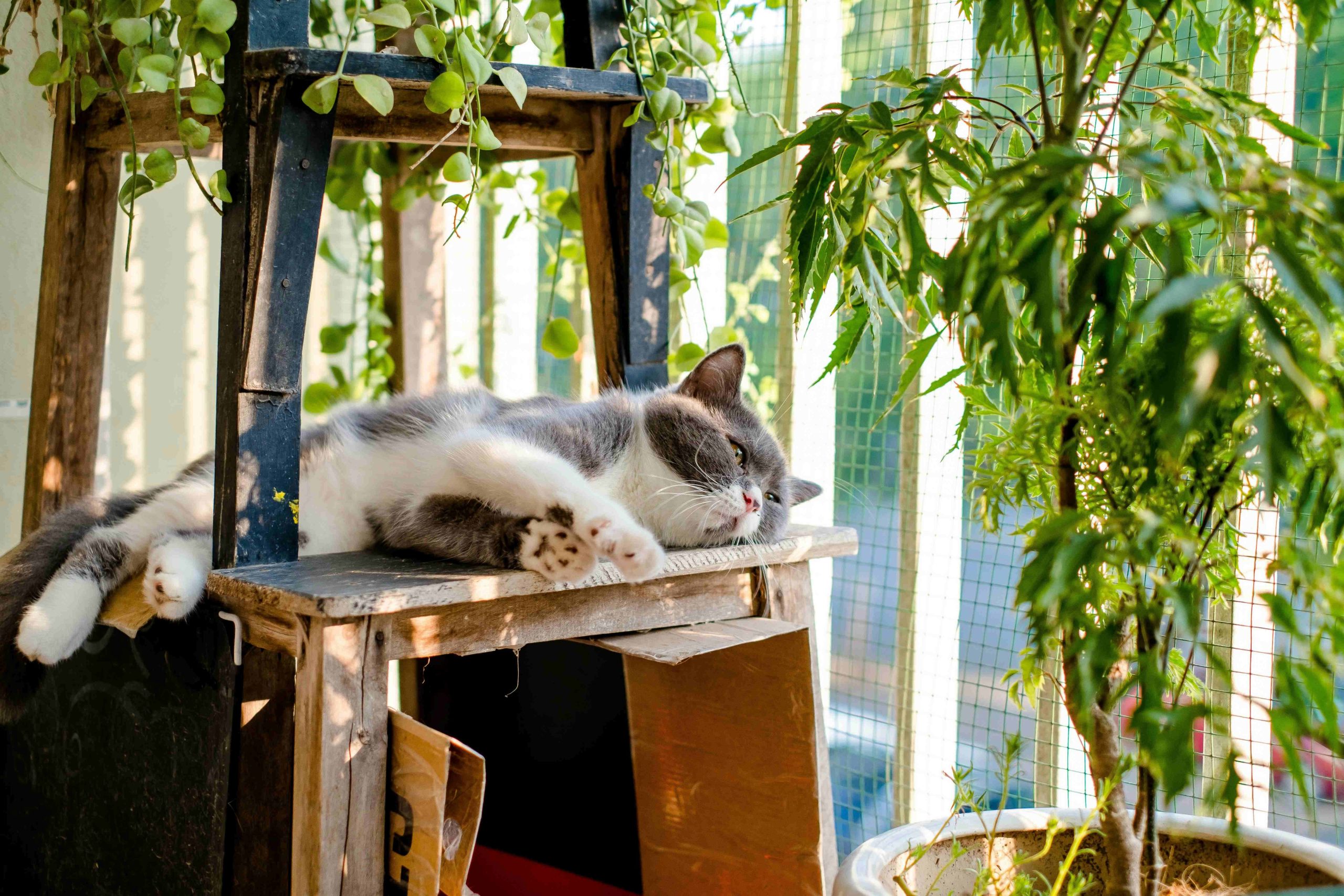 chat profitant d’un balcon sécurisé avec enrichissement et stimulation sensorielle