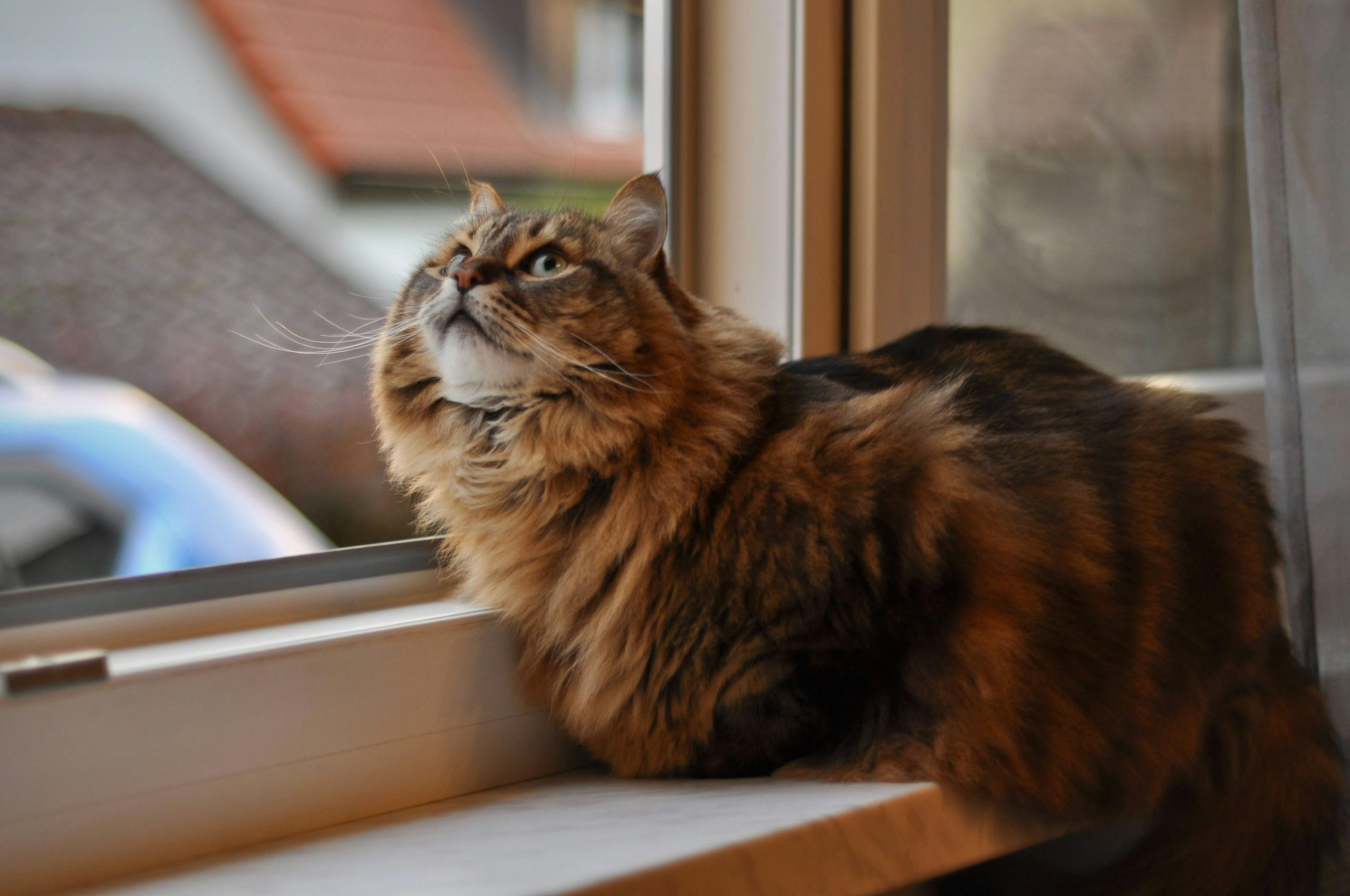 Chat qui observe son environnement par la fenêtre avec attention et curiosité