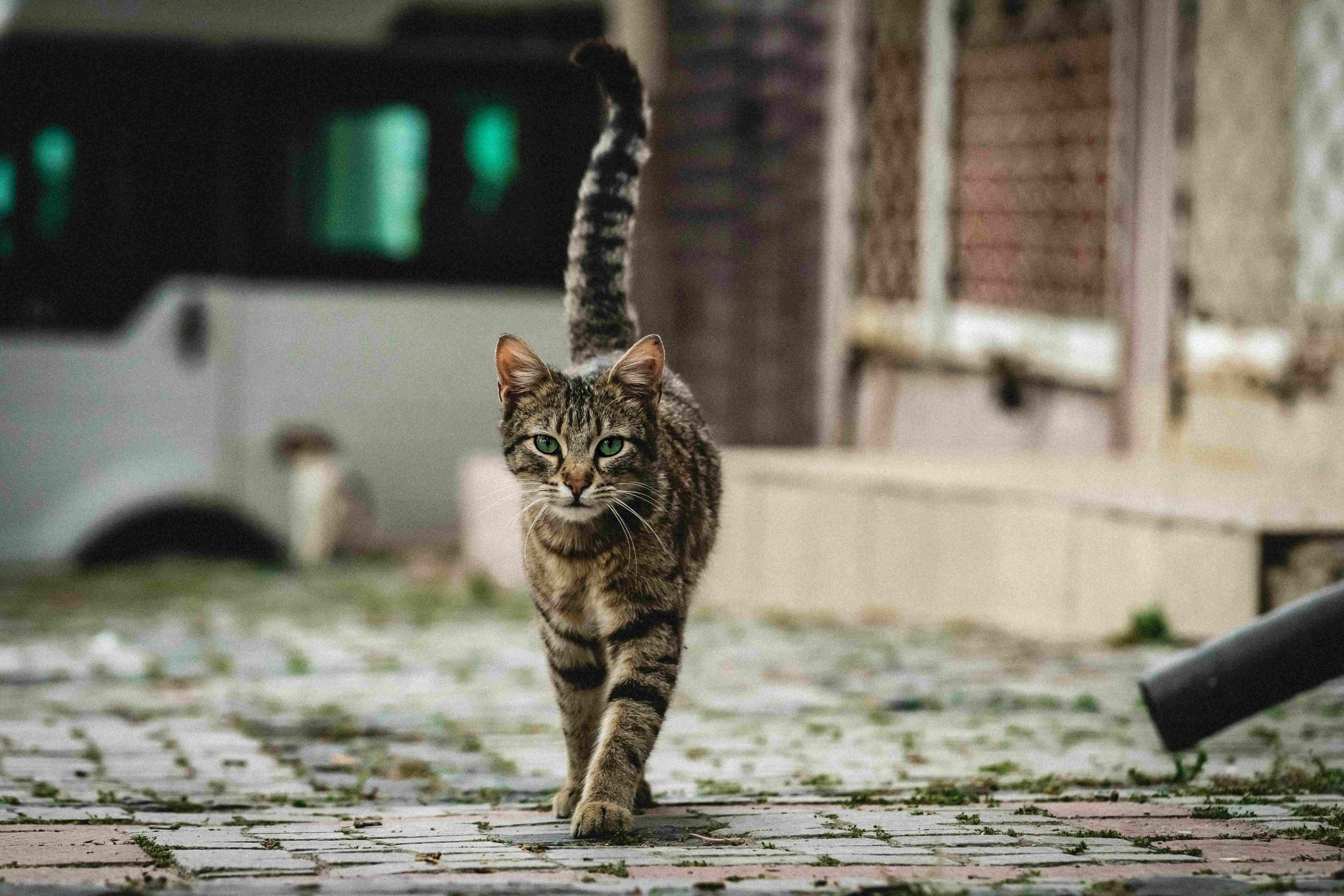 Chat se déplaçant seul à l’extérieur dans un environnement non sécurisé