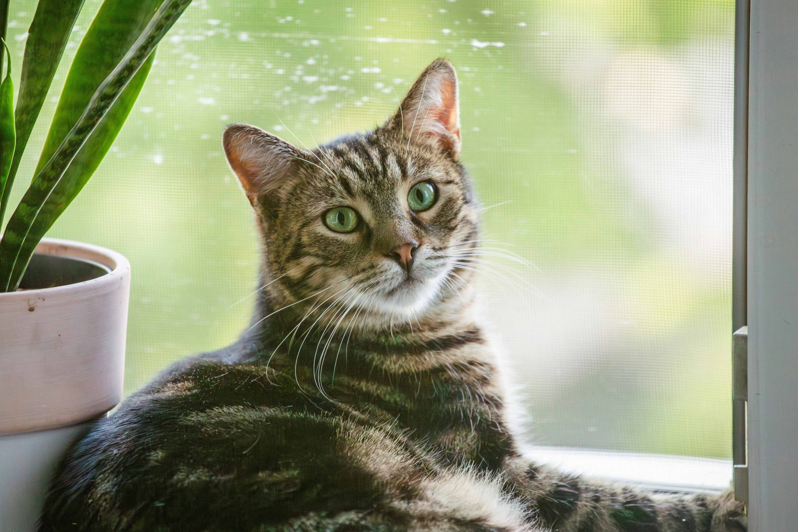 Chat détendu dans un environnement calme et sécurisant, posture apaisée et attentive