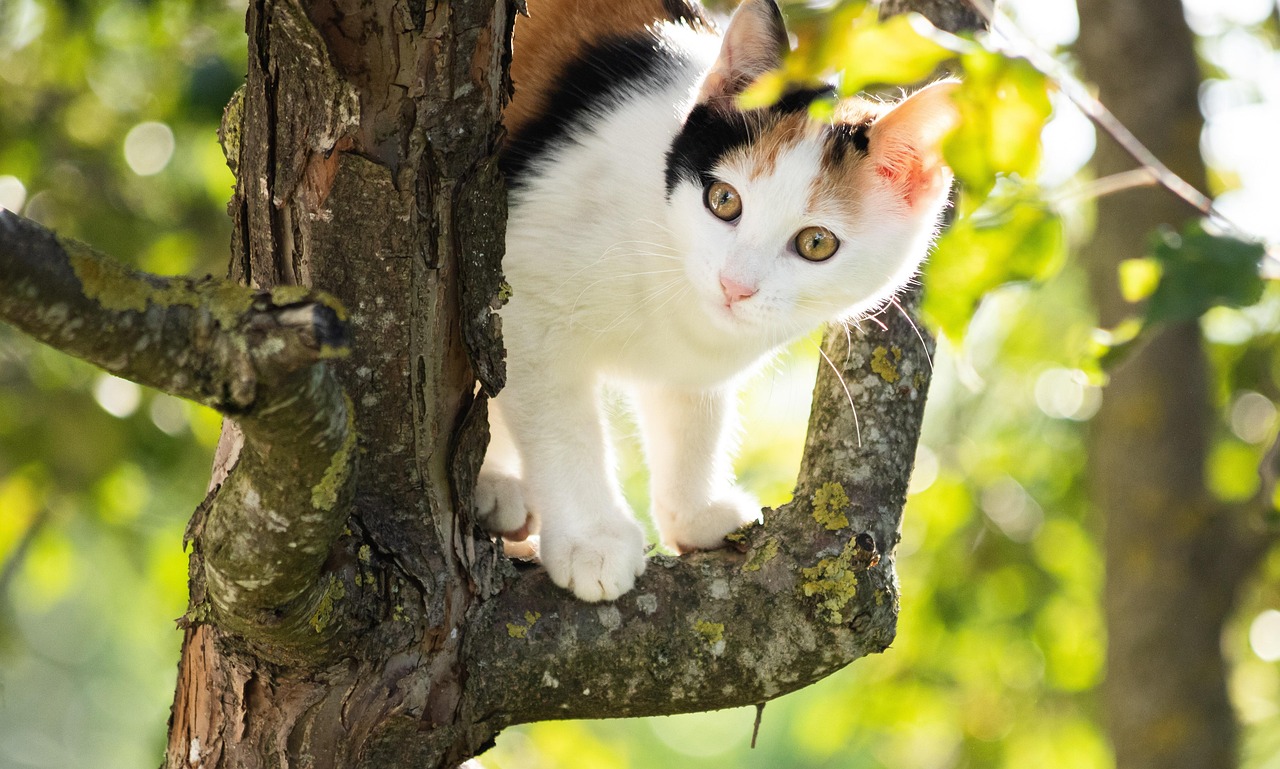 Faut-il laisser sortir son chat ? Liberté, risques et alternatives