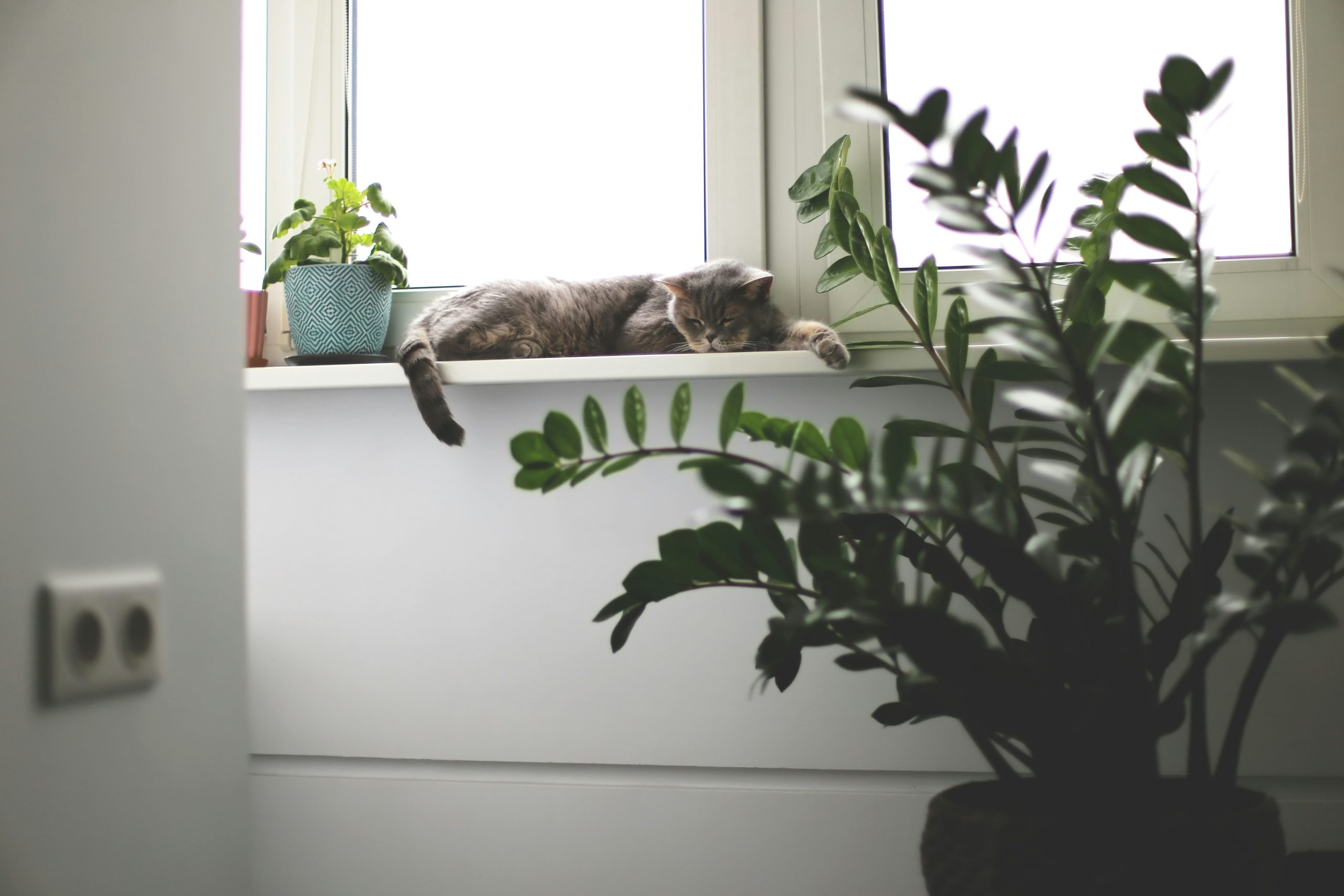 chat reposant en hauteur sur un rebord de fenêtre pour observer son environnement