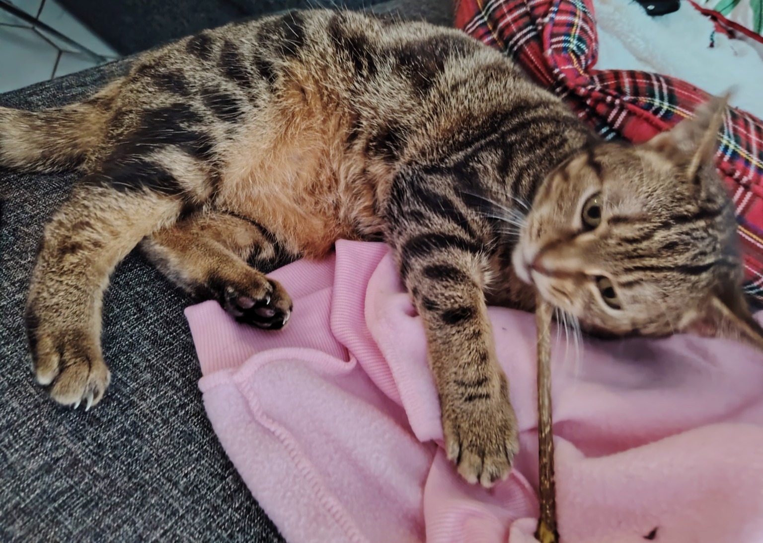 Chat interagissant avec un bâton de matatabi pour stimulation olfactive et comportementale