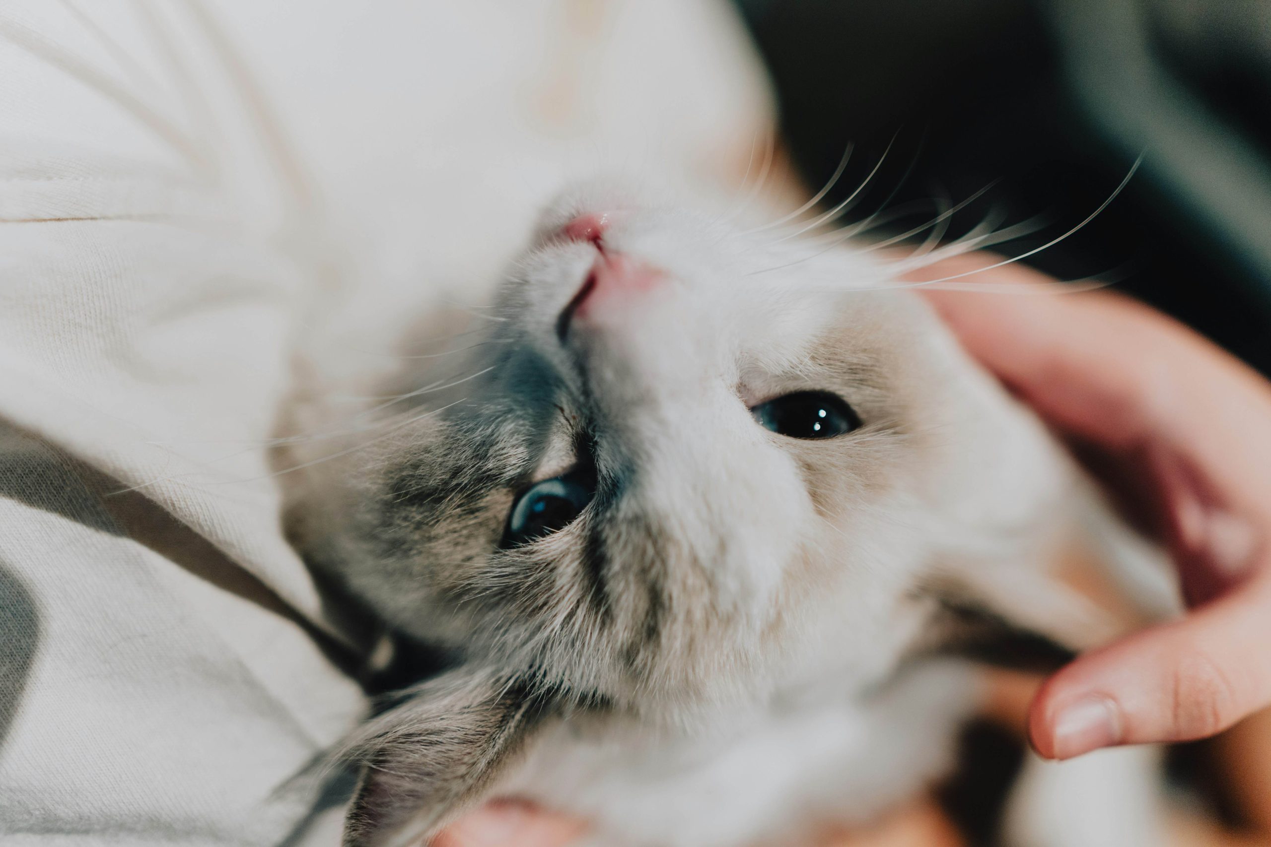 Chat qui réagit doucement au toucher avec une légère surprise