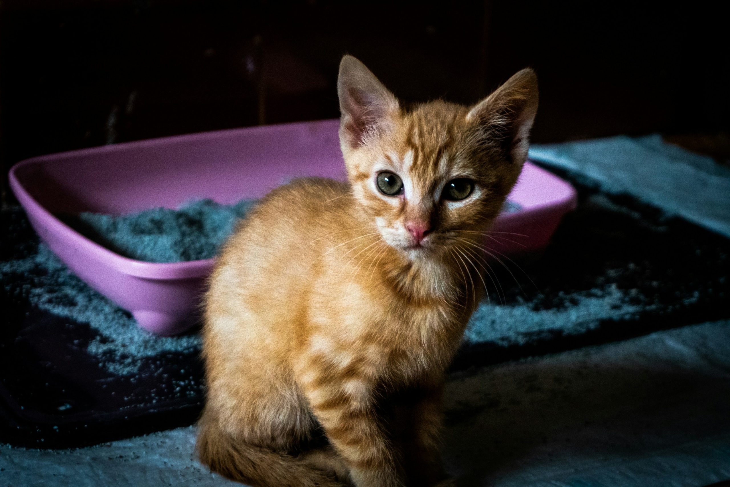chaton devant un bac a litiere trop petit dans un environnement domestique