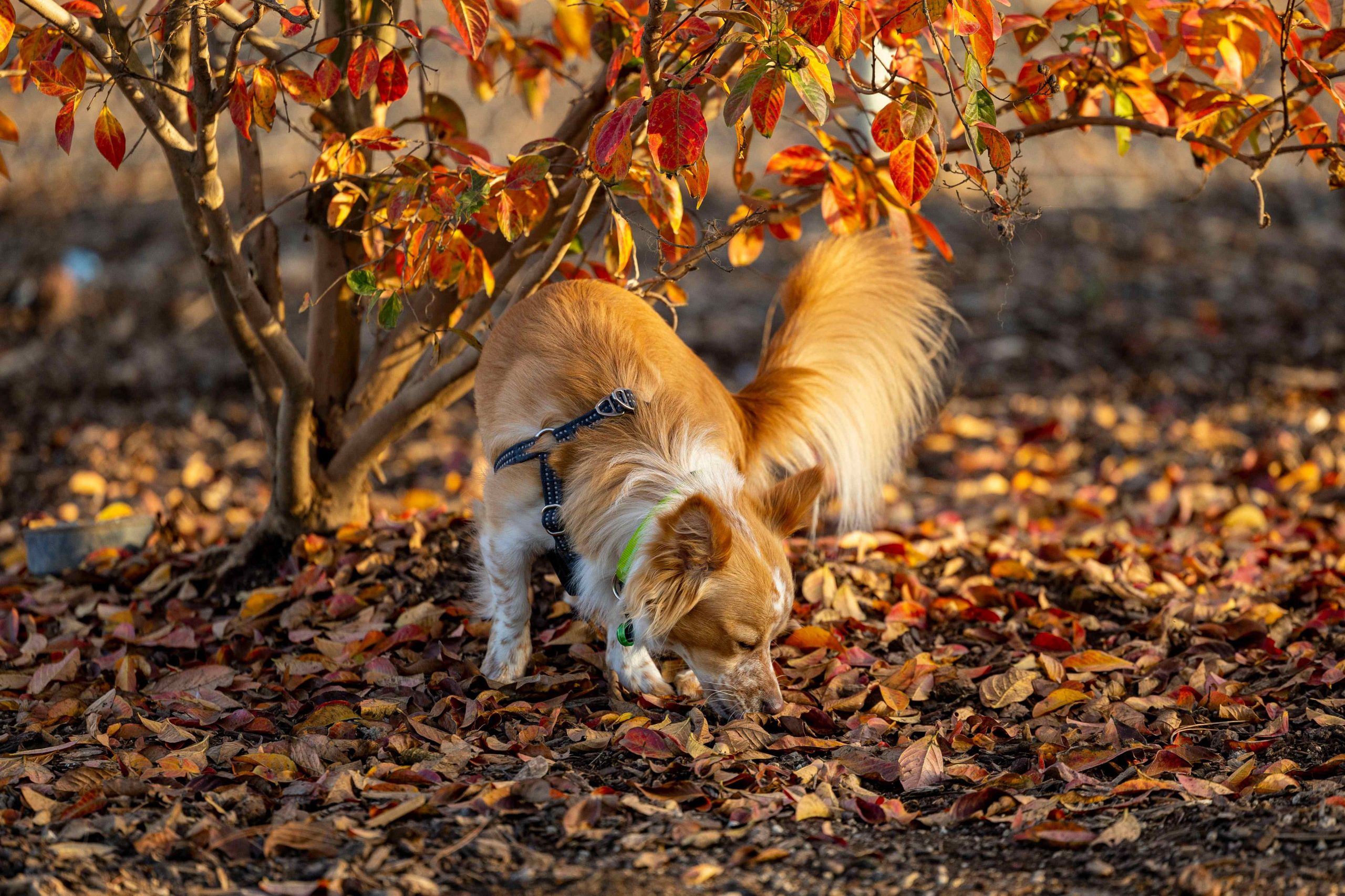 Chien en exploration olfactive dans un environnement naturel riche en odeurs et textures