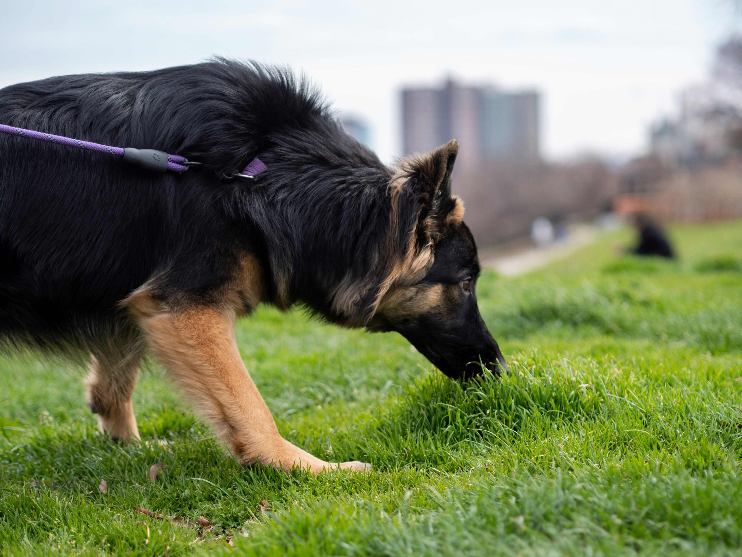 Chien qui flaire intensément l’herbe en laisse lors d’une promenade