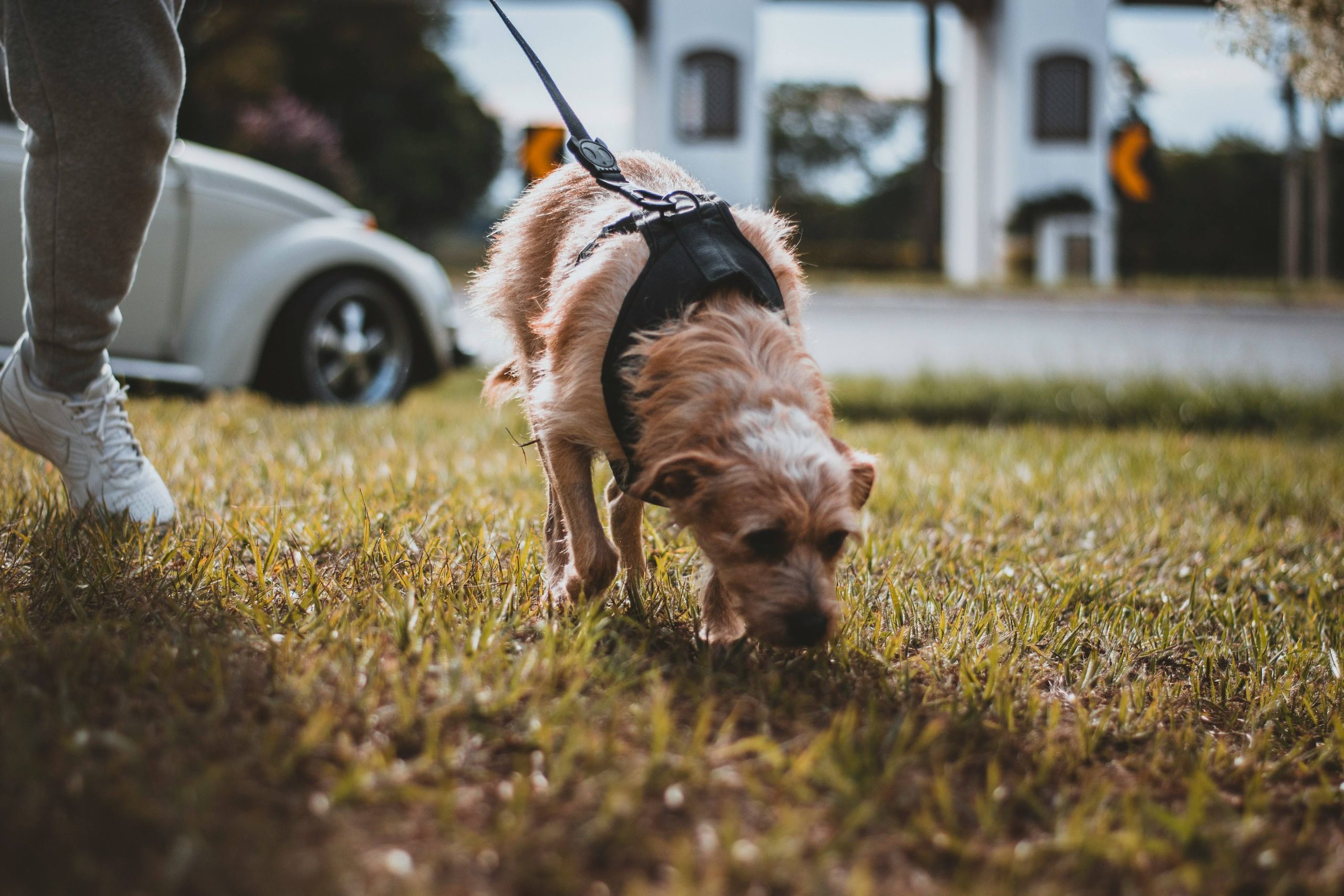 Chien en laisse en train de flairer le sol pendant une promenade