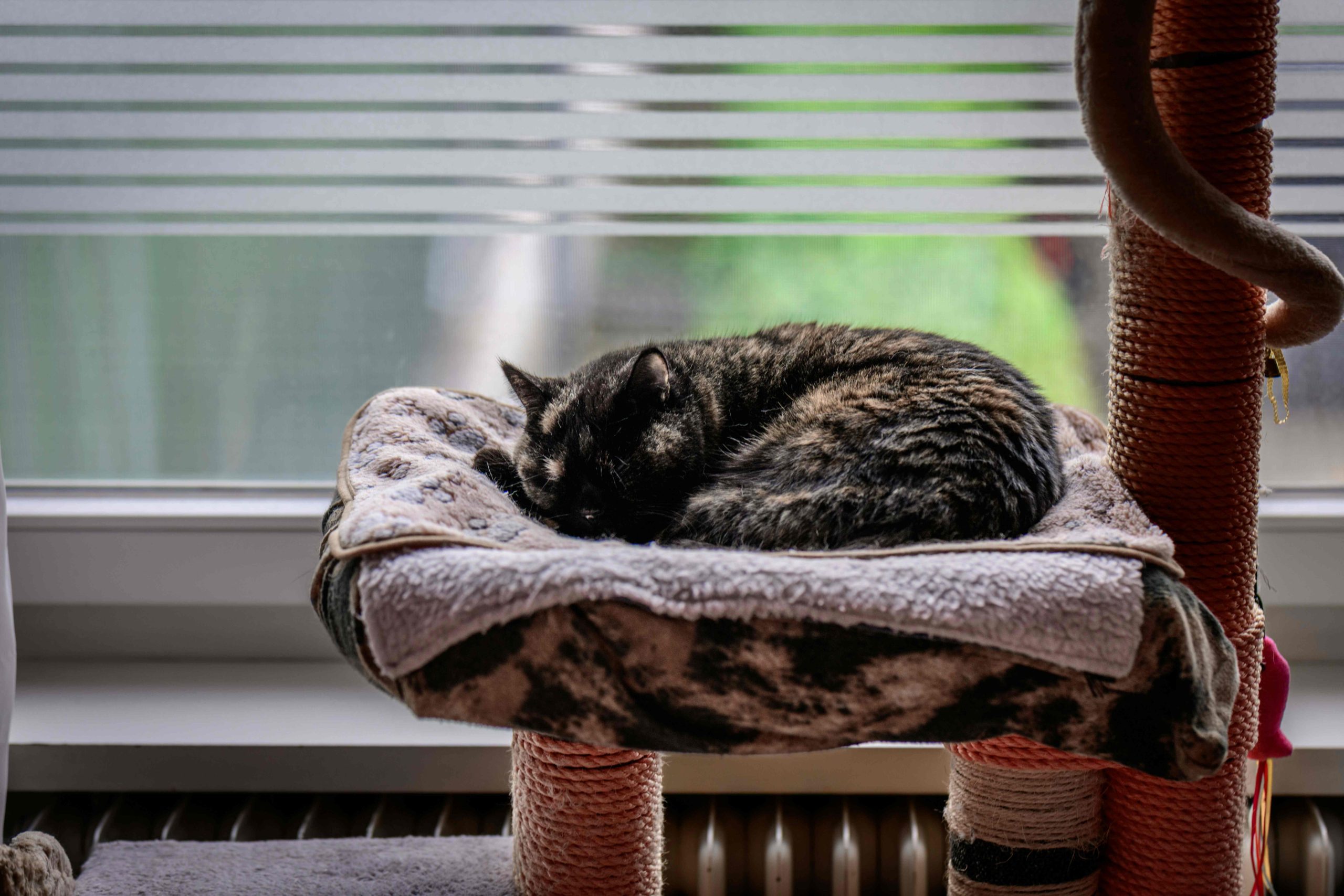 des ressources adaptées bien placées pour un chat sont essentielles