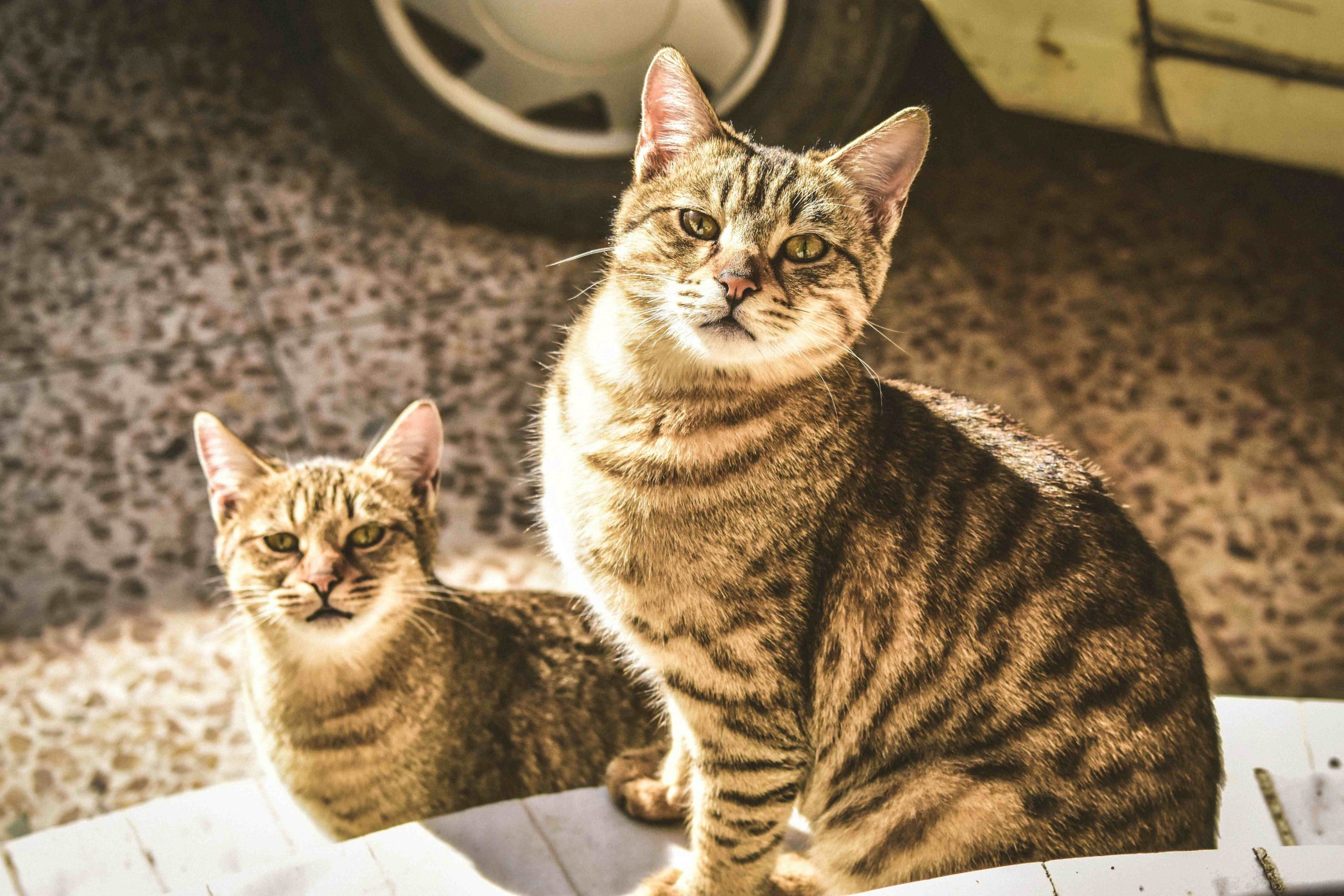 Deux chats de la même famille assis côte à côte