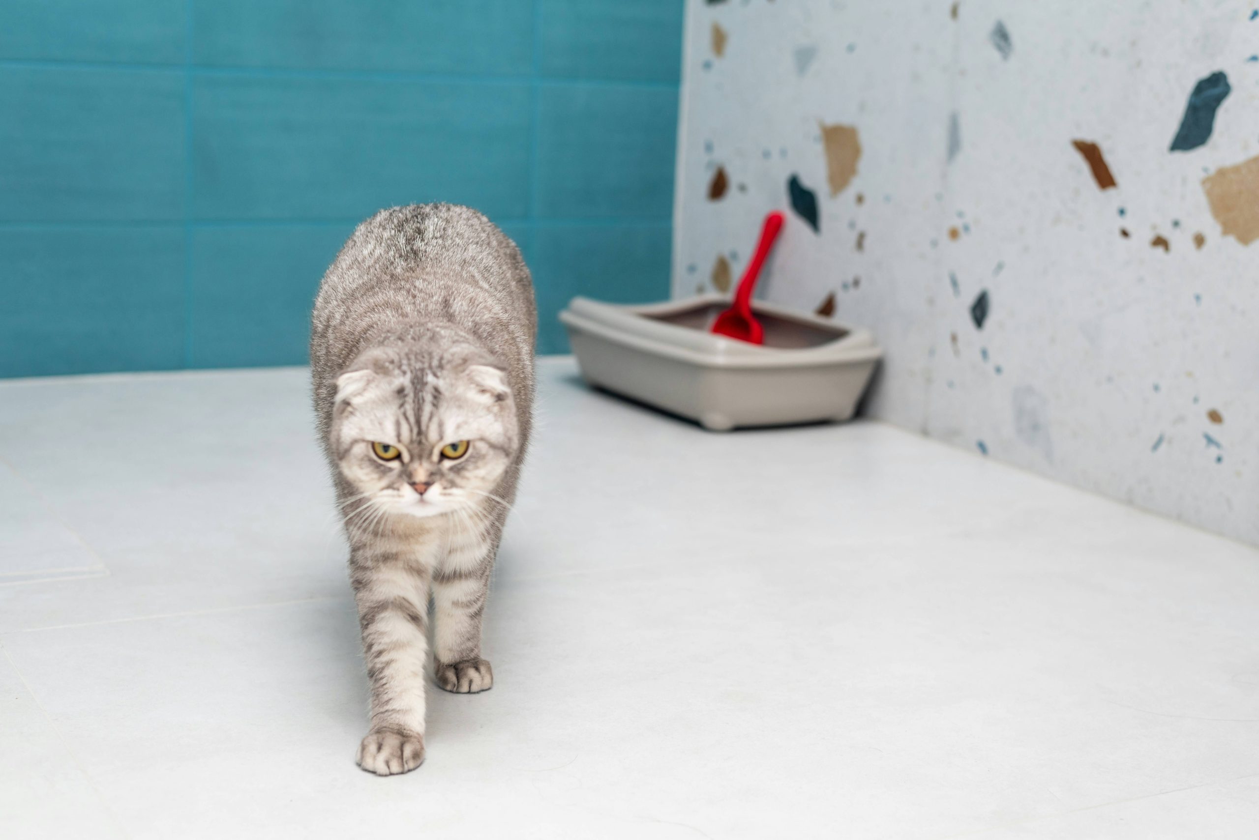 chat se dirigeant vers un bac a litiere dans un environnement interieur calme