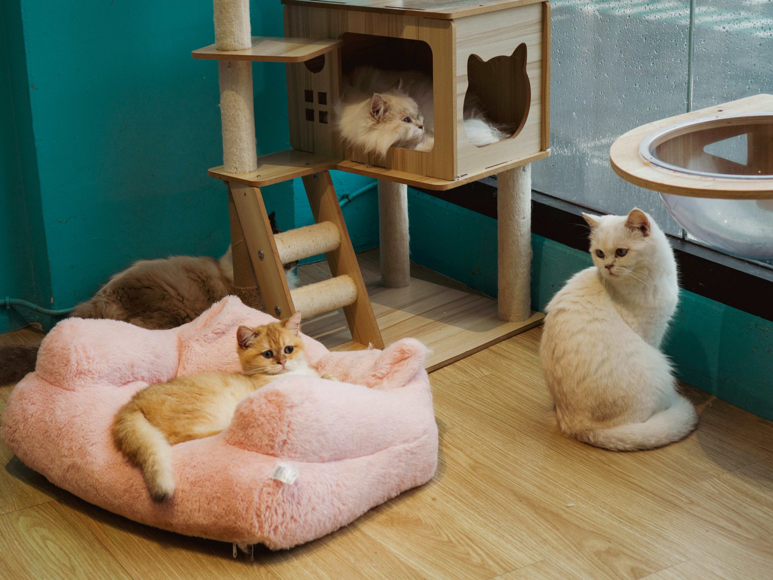 Environnement intérieur enrichi avec arbre à chat et zones de repos pour plusieurs chats