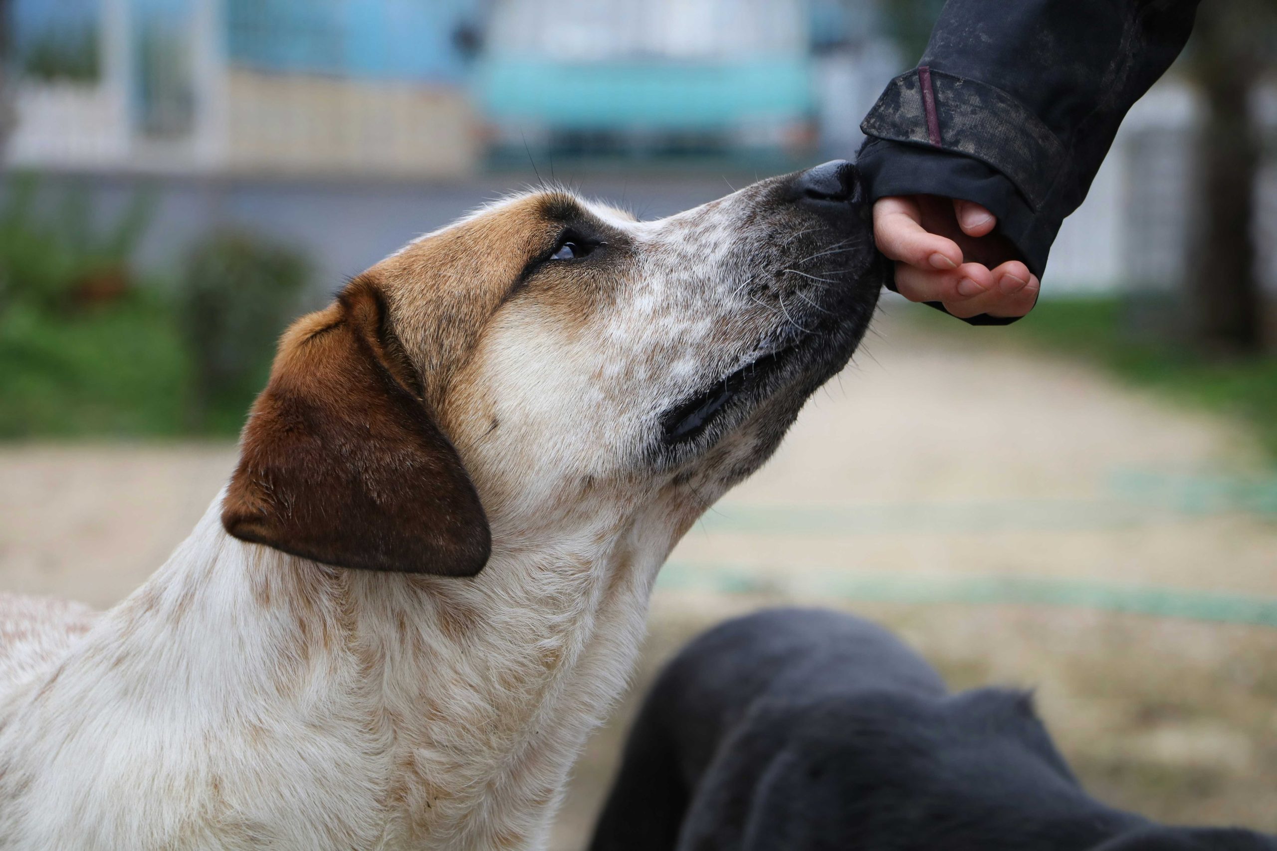 Chien en interaction avec un humain, contact doux avec la main et recherche de proximité