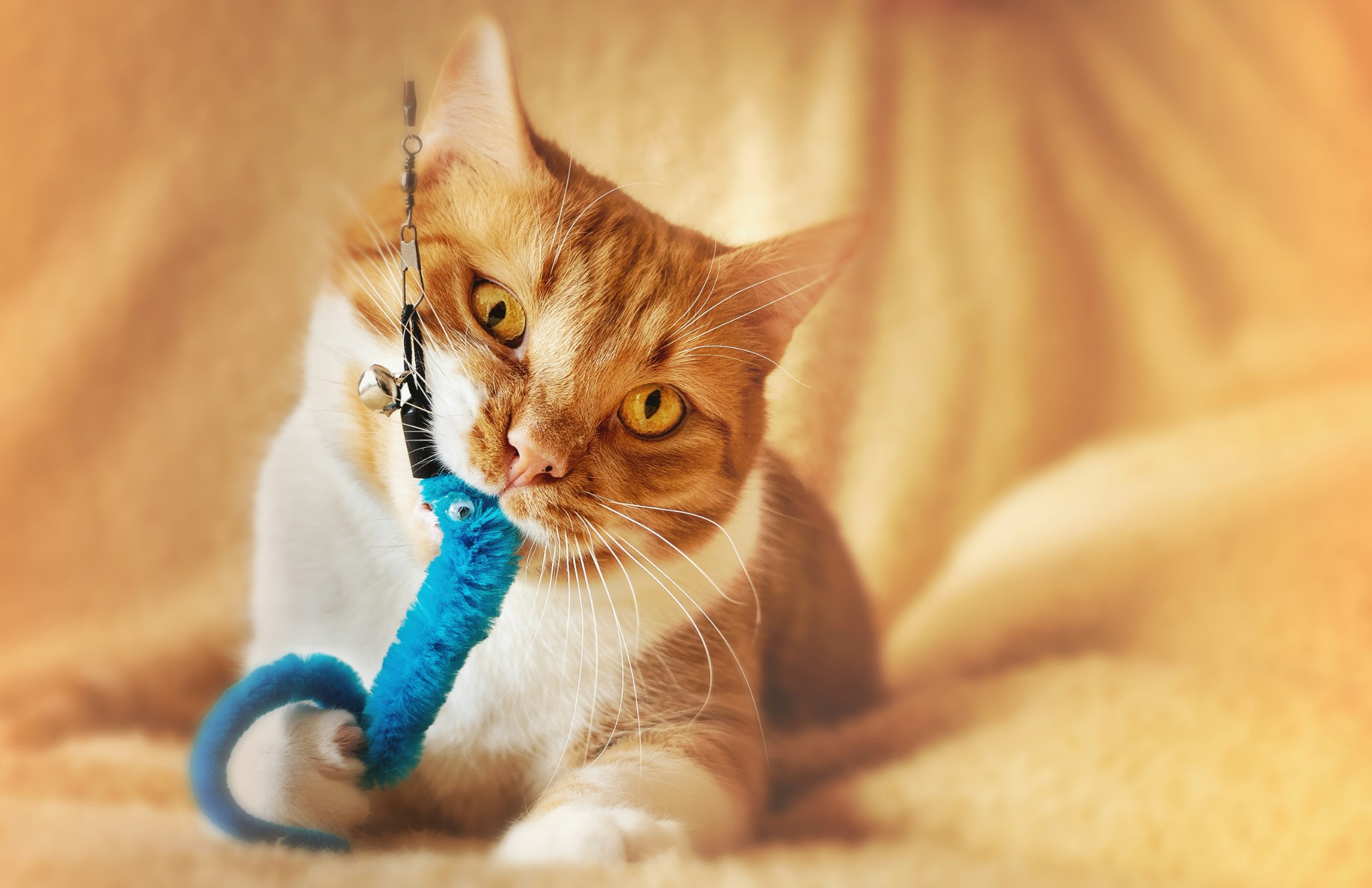 Chat jouant avec un jouet suspendu imitant une proie pour stimuler la chass