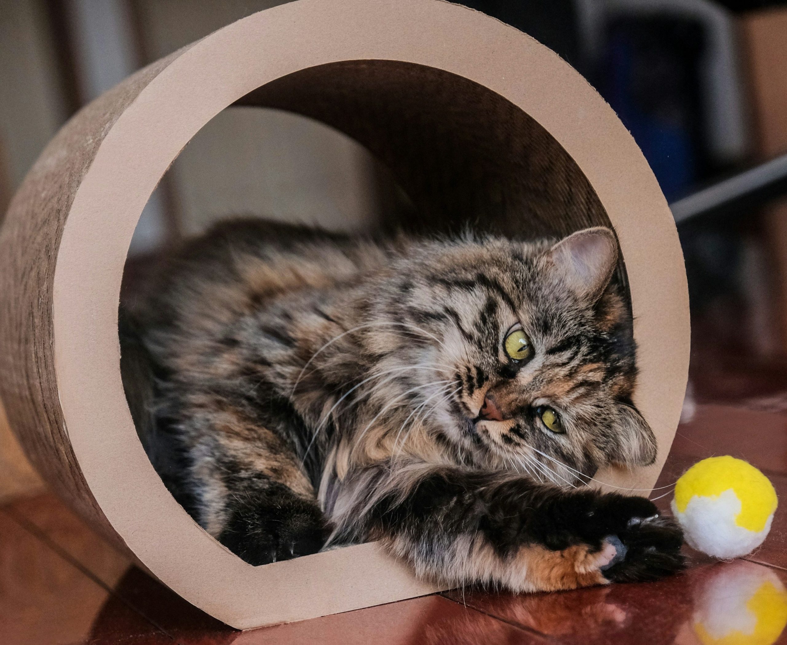 Chat jouant avec une balle dans un tunnel pour stimuler ses comportements de chasse