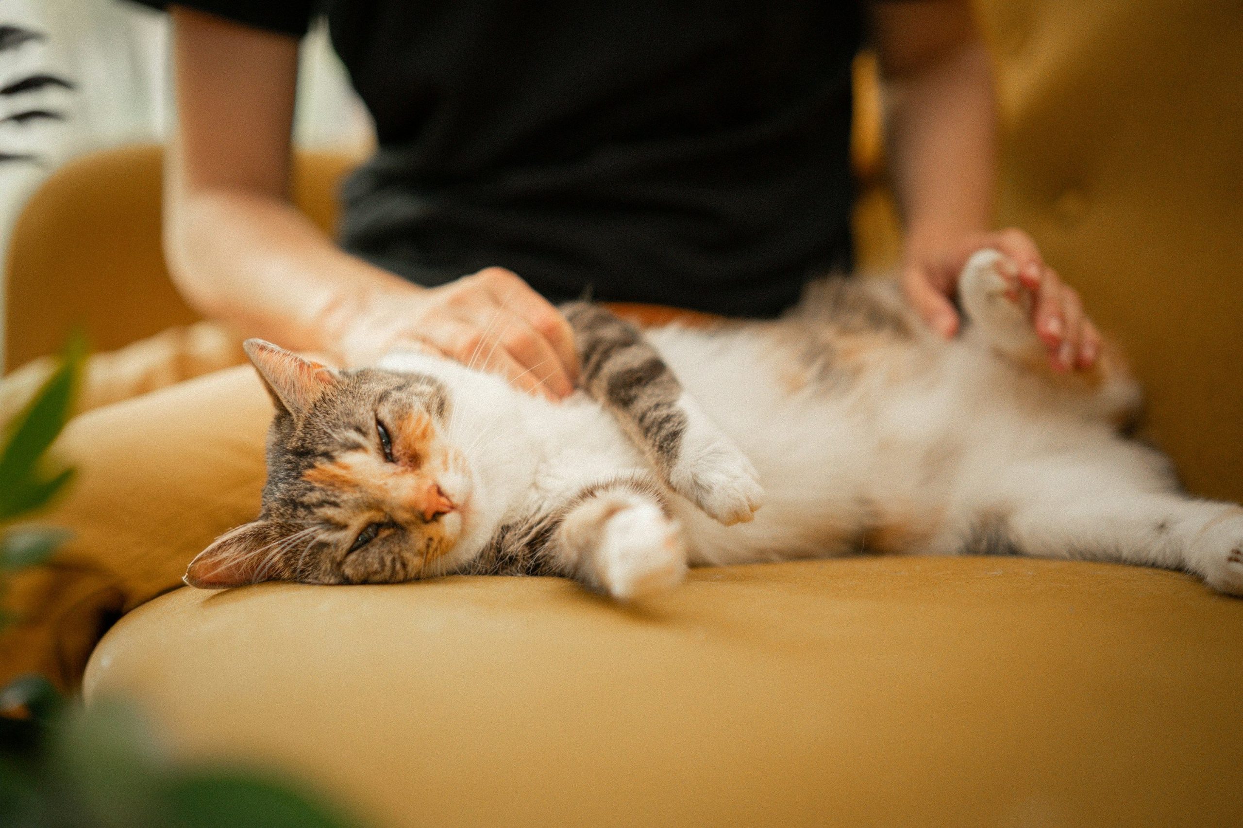 relation de confiance avec le chat