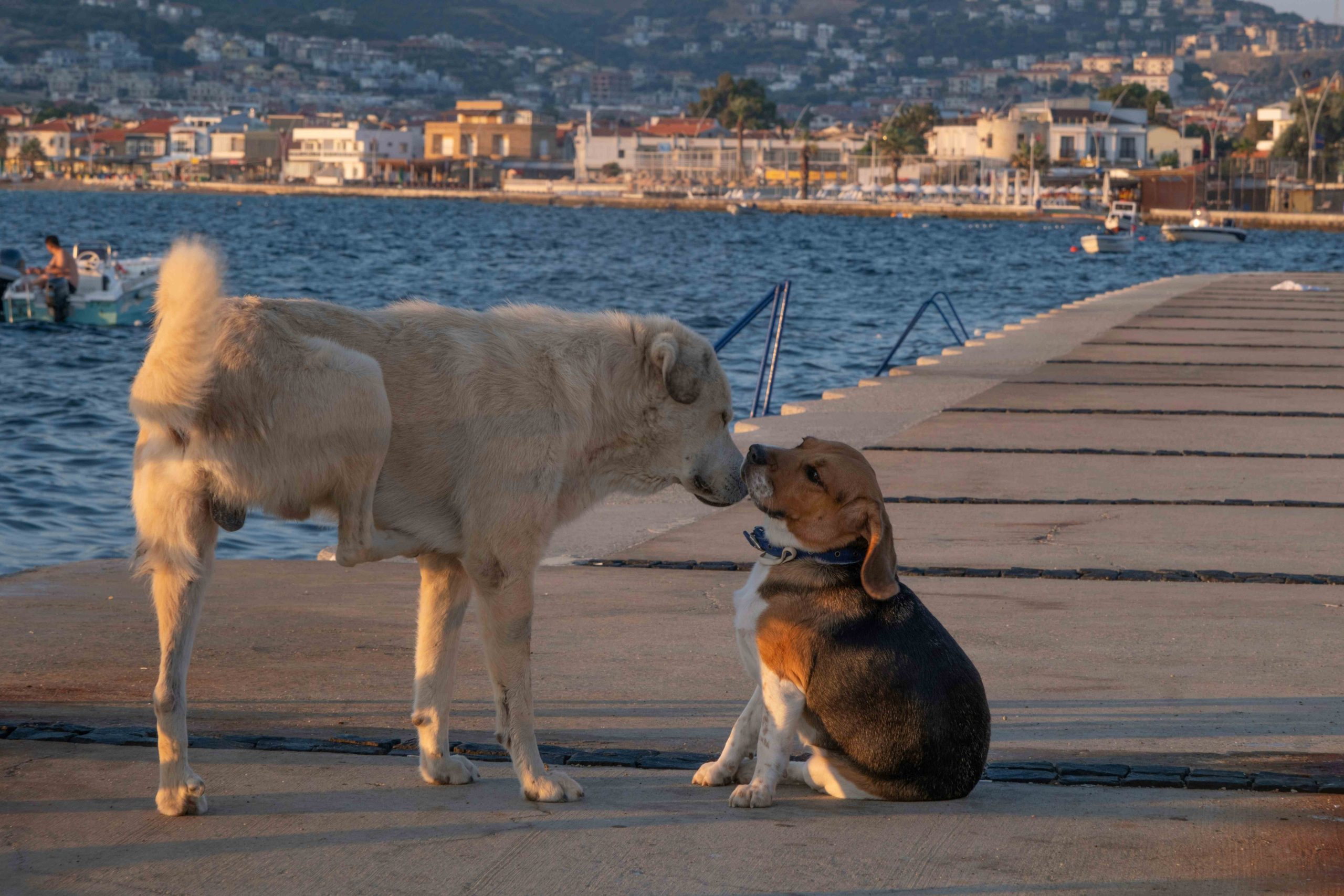Interaction entre deux chiens lors d’une rencontre en extérieur, communication canine