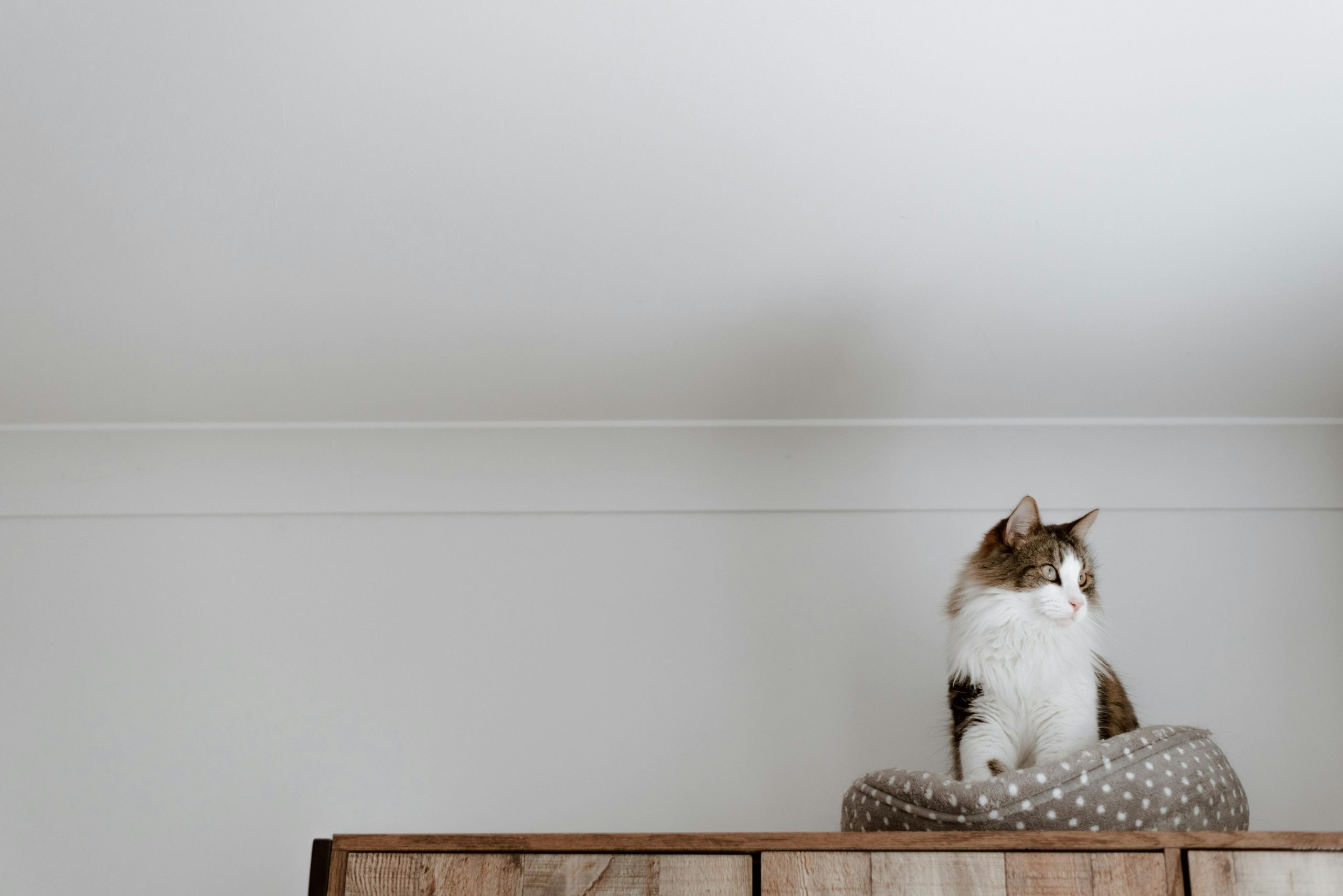 Chat installé sur un espace en hauteur dans un environnement calme servant de zone de refuge et d’observation