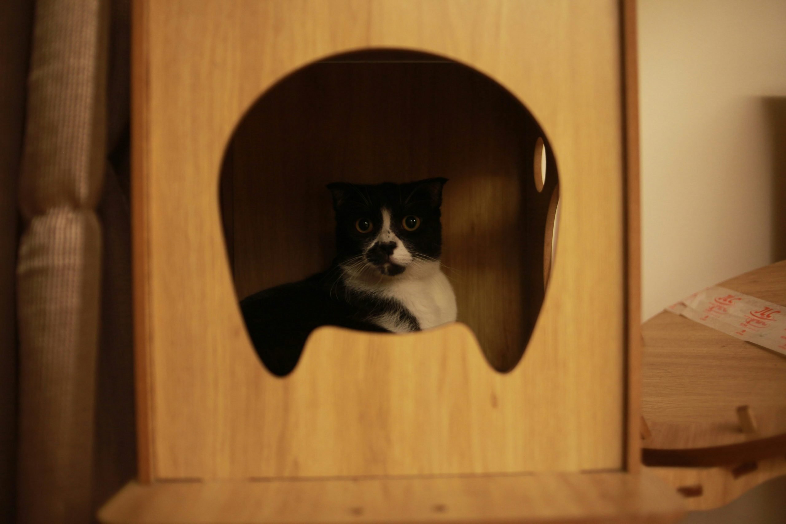 Chat observant son environnement depuis une cachette sécurisante