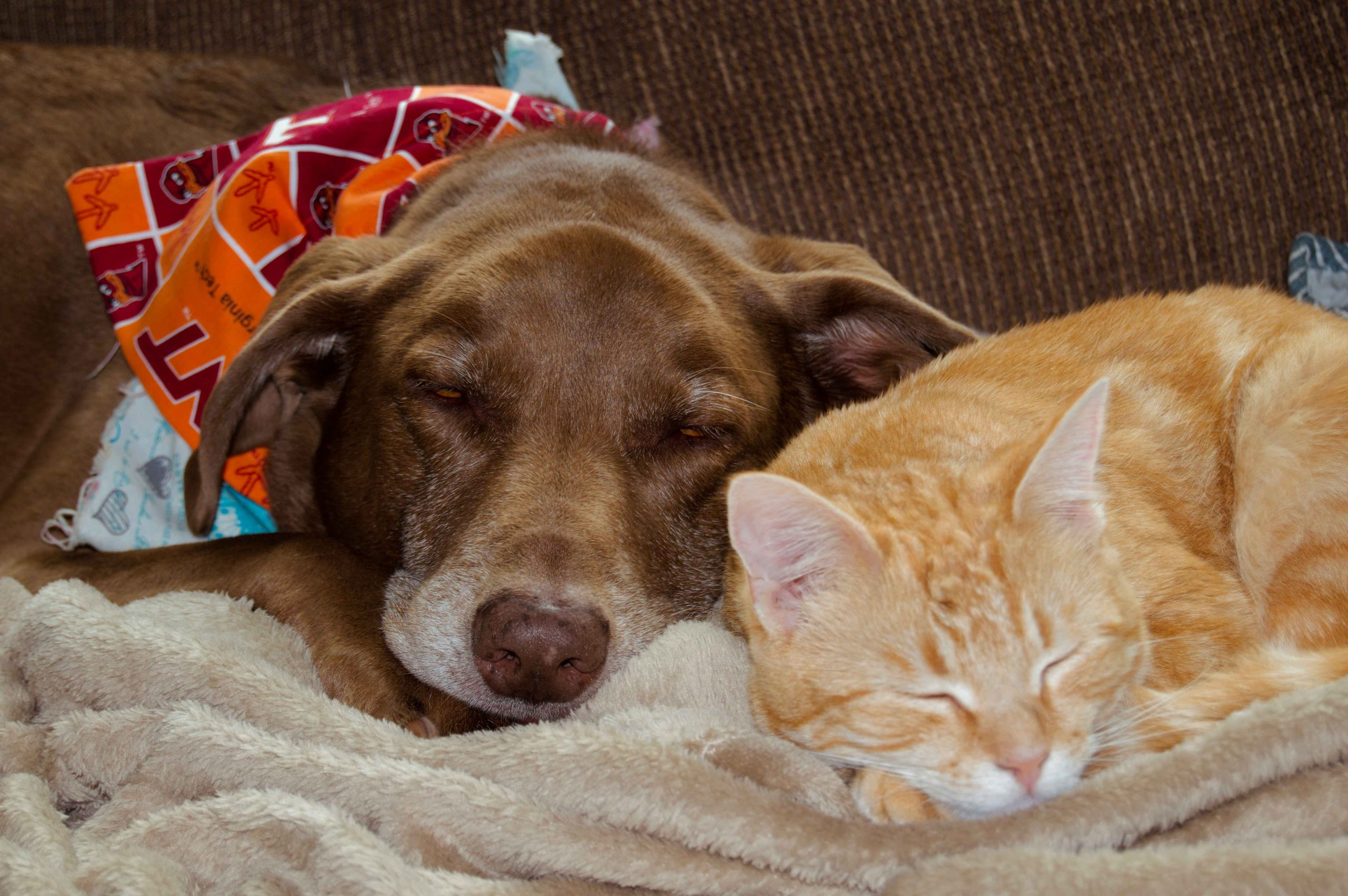 Chien et chat partageant un moment de repos dans un environnement apaisé