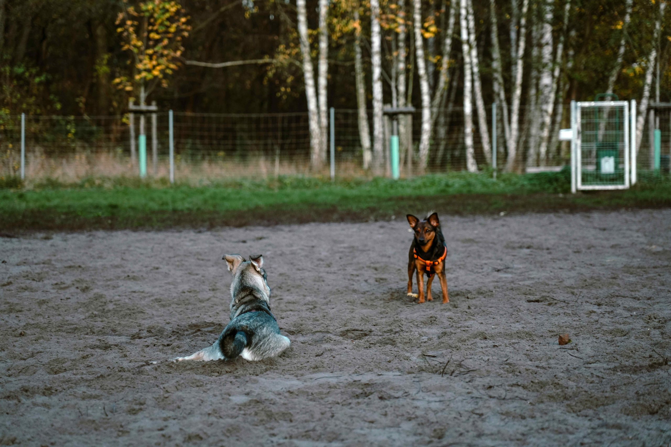 Chien couché face à un autre chien avant une rencontre