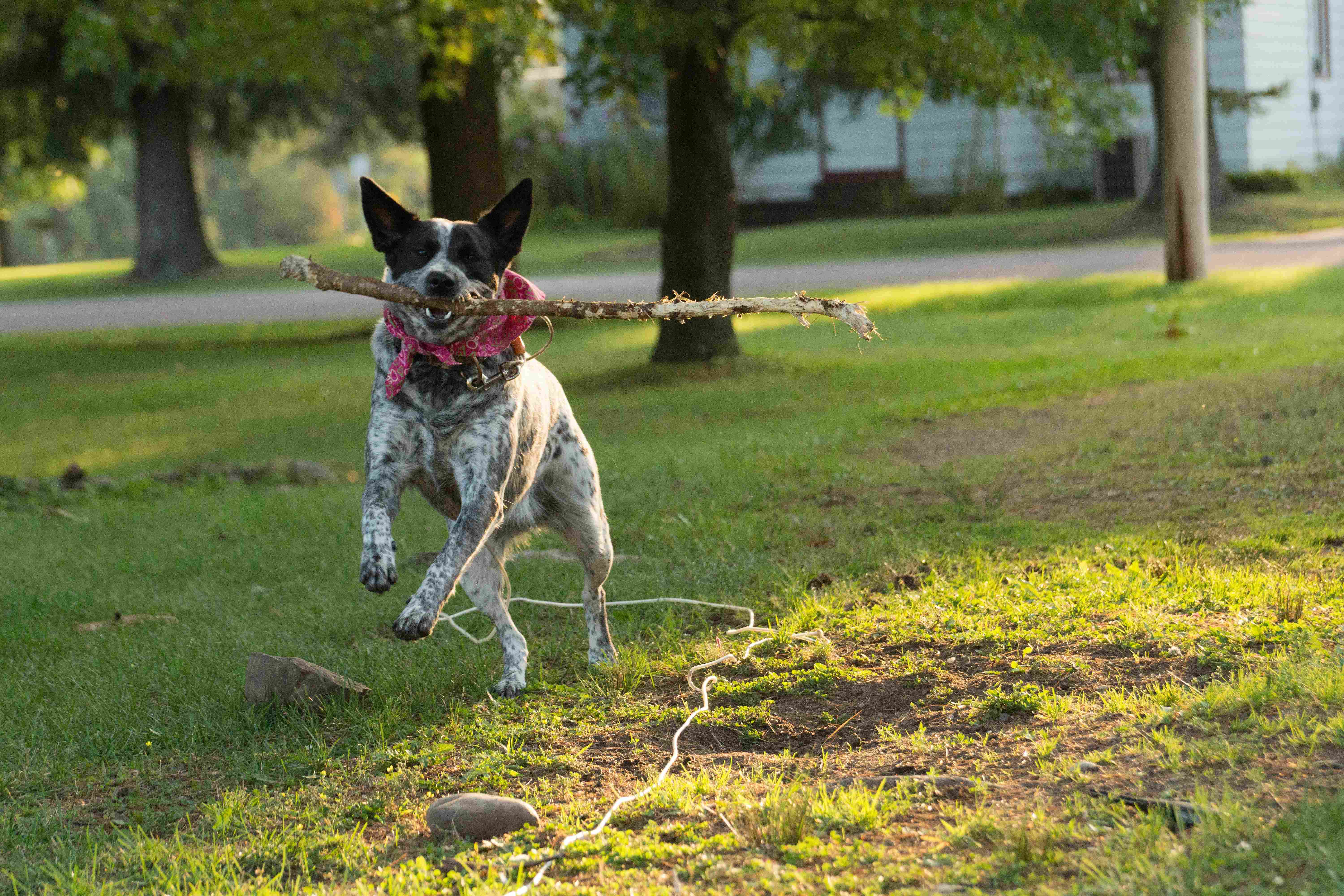 Chien courant avec un bâton dans la gueule pendant une promenade