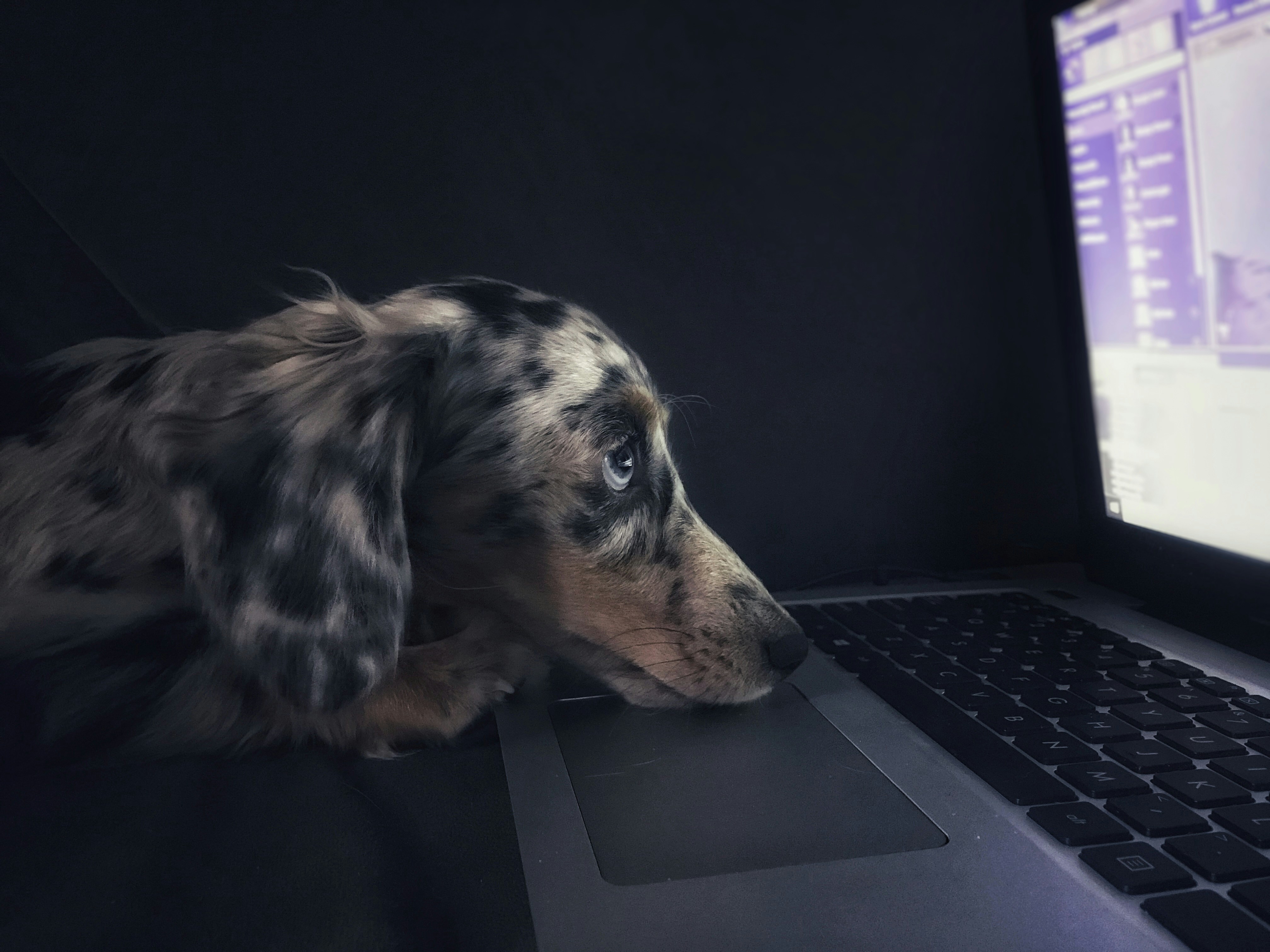 Chien observant un écran d’ordinateur illustrant la diffusion des ventes de chiots sur internet