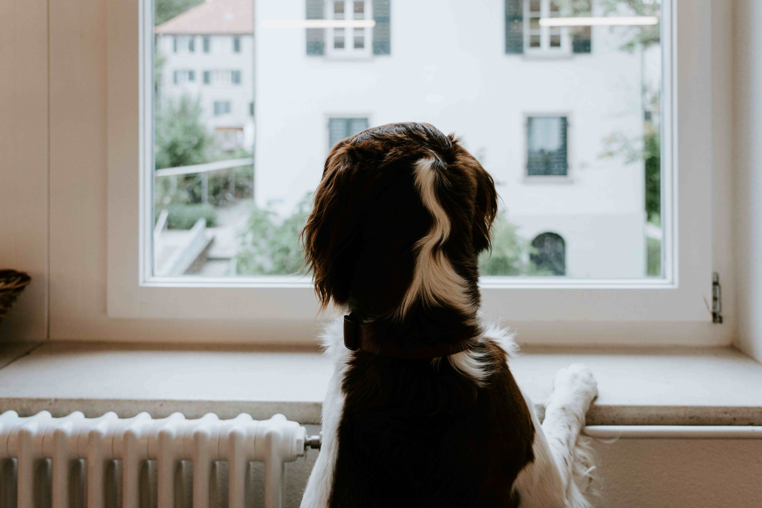 Chien observant l’extérieur depuis une fenêtre