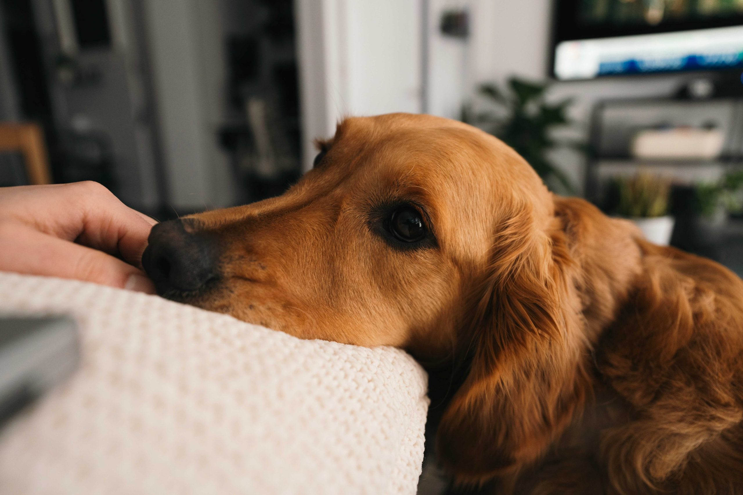 Chien posant sa tête contre son humain dans un moment de proximité