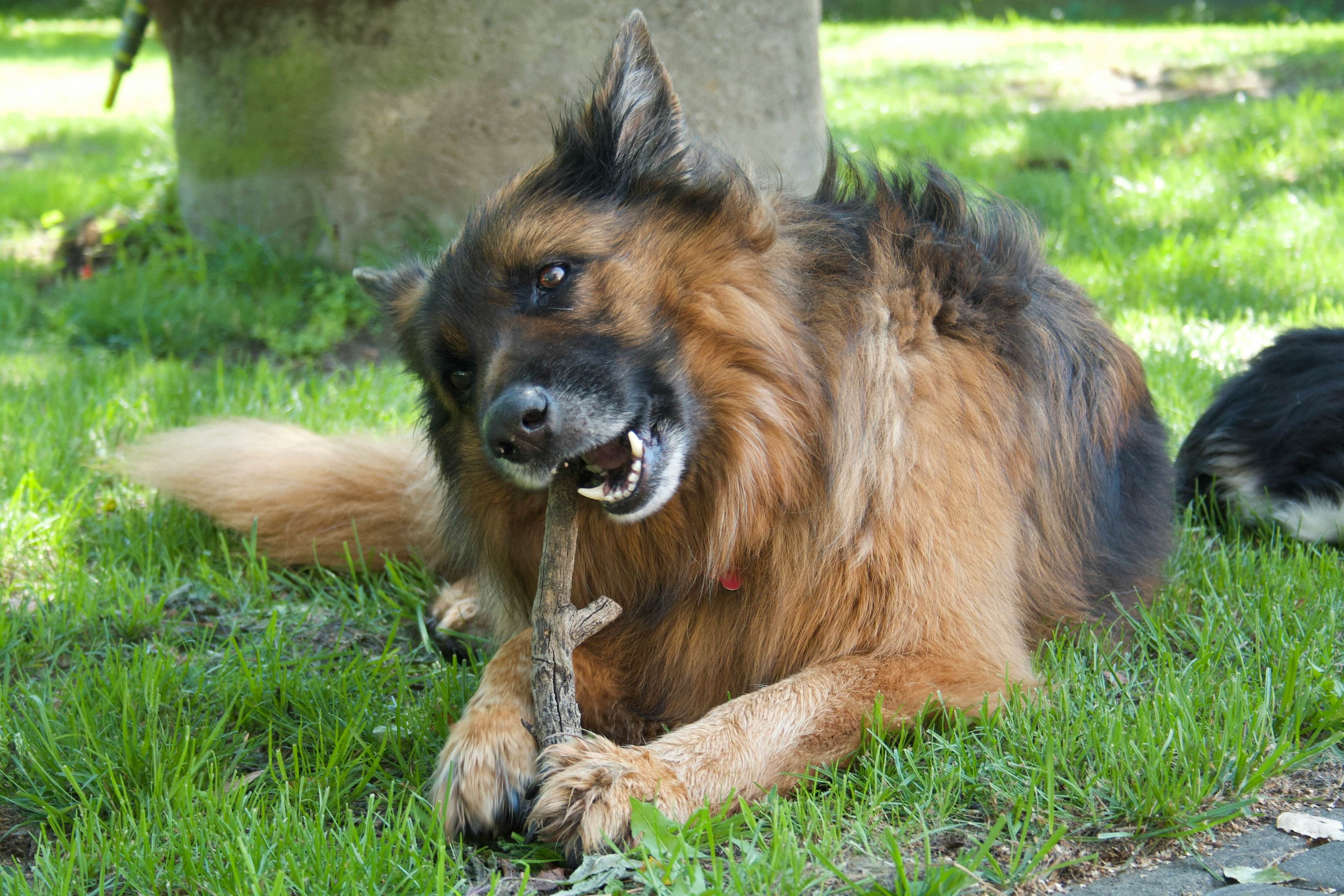 Chien allongé dans l’herbe en train de mâchouiller un bâton