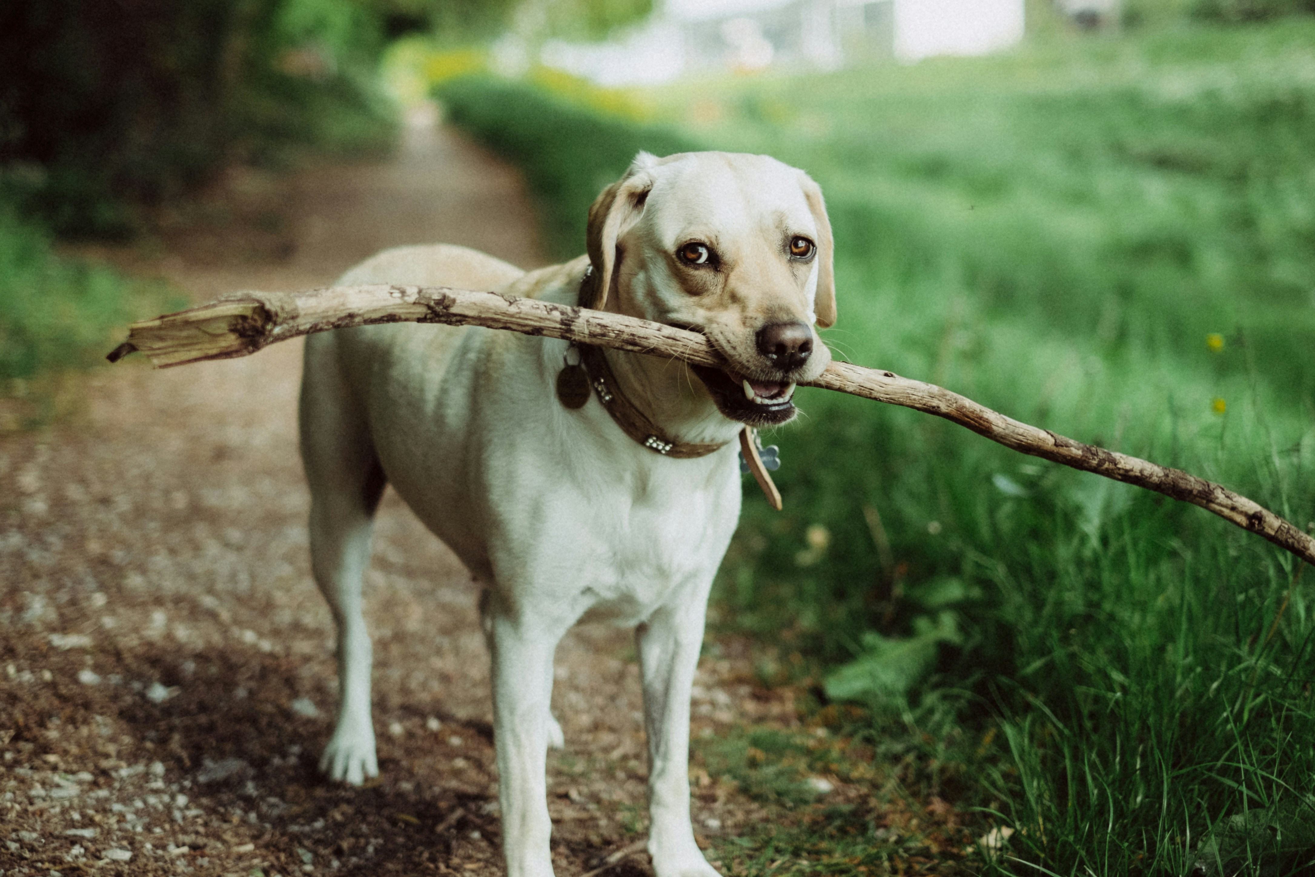 Chien portant fièrement un grand bâton pendant une promenade en forêt