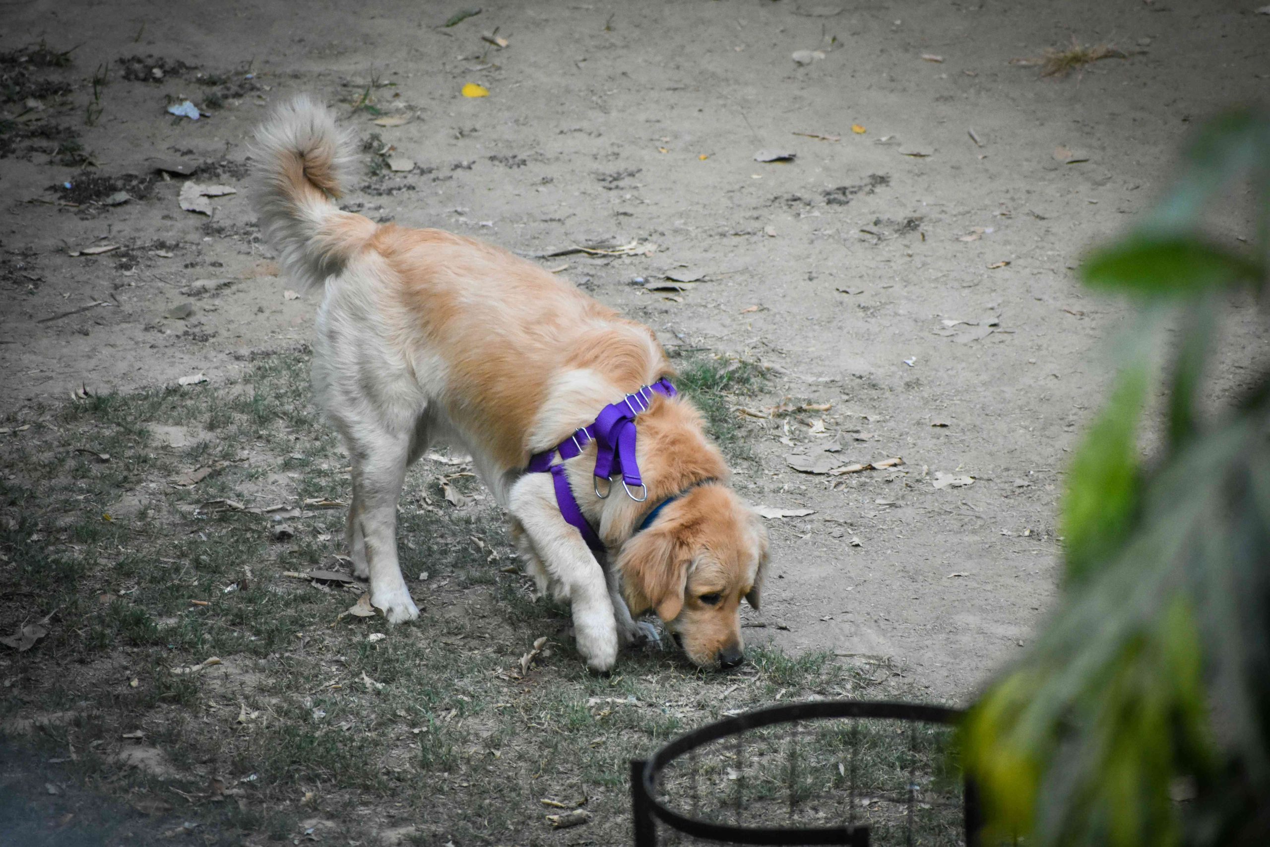 Chien reniflant le sol lors d’une sortie extérieure