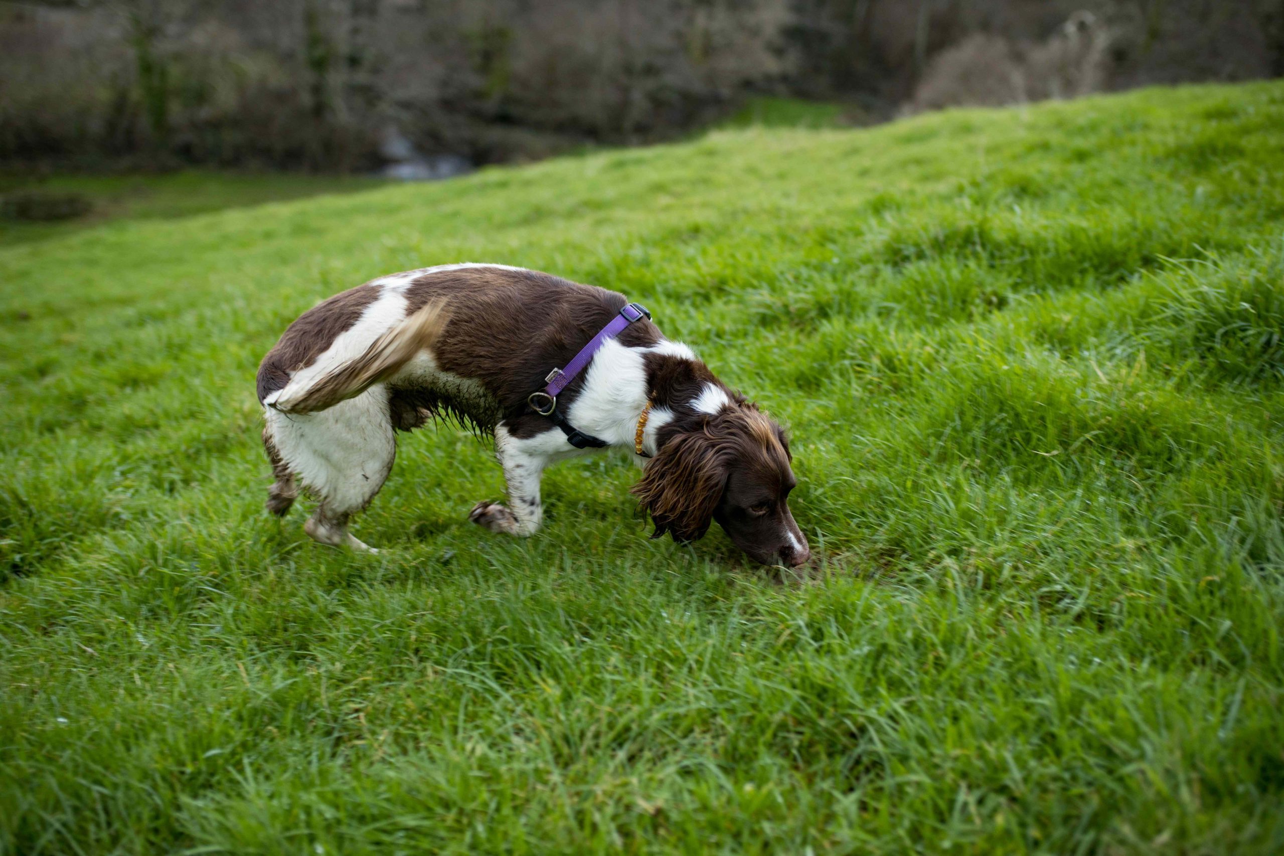Chien utilisant son flair lors d’une activité de stimulation mentale et sensorielle