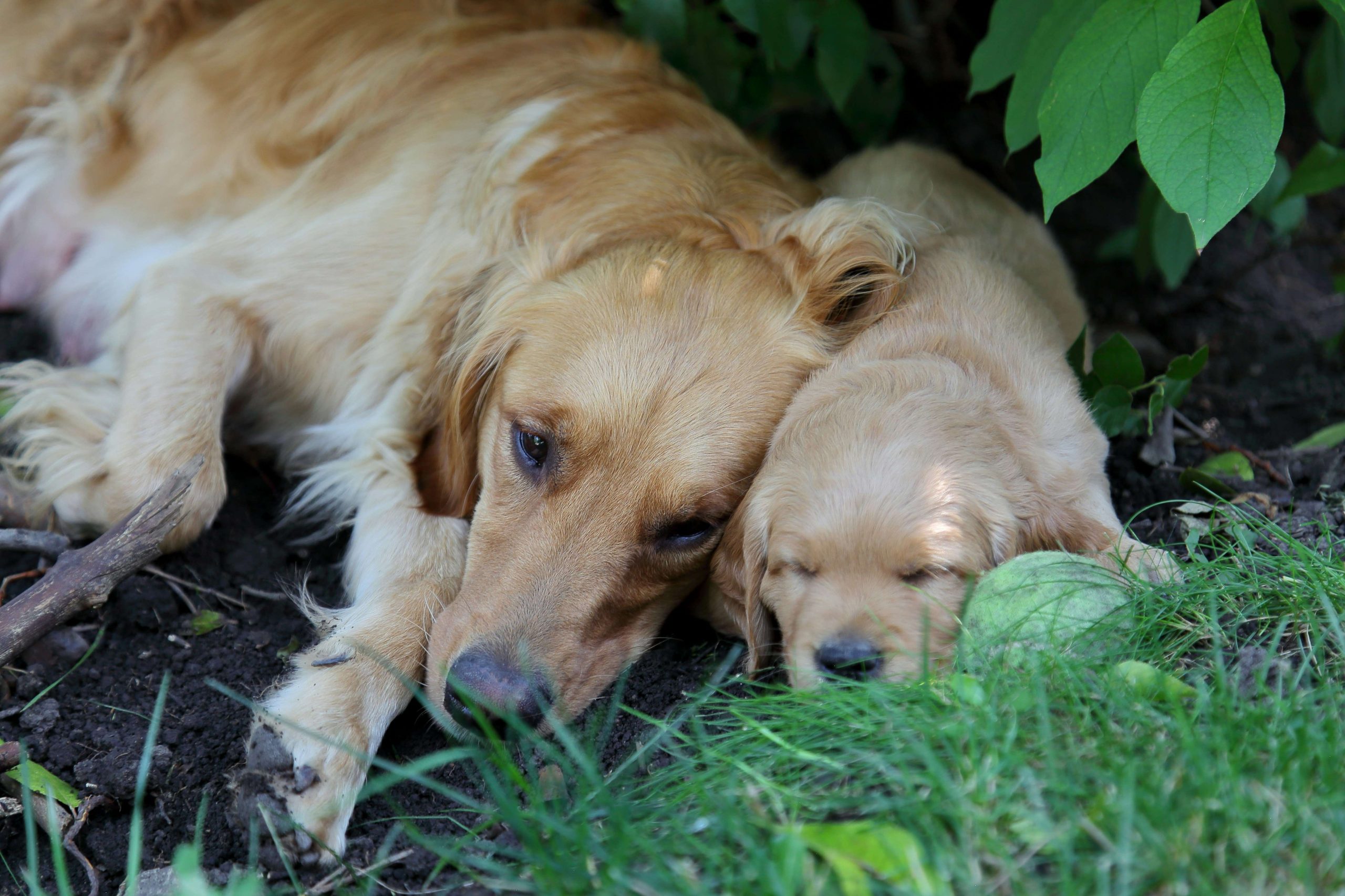 Chienne allongée près de son chiot dans un environnement naturel