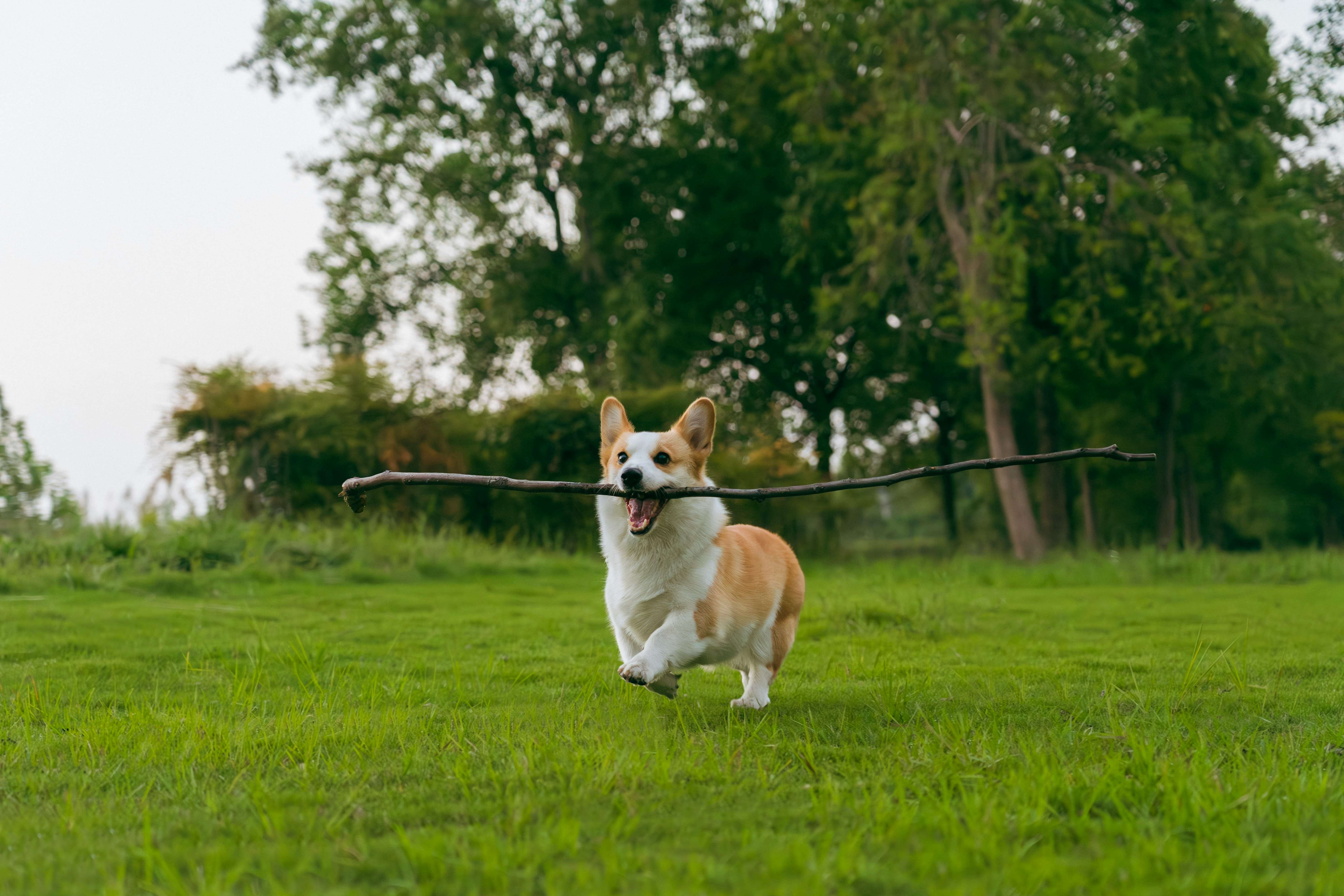 Corgi courant joyeusement avec un grand bâton dans la gueule