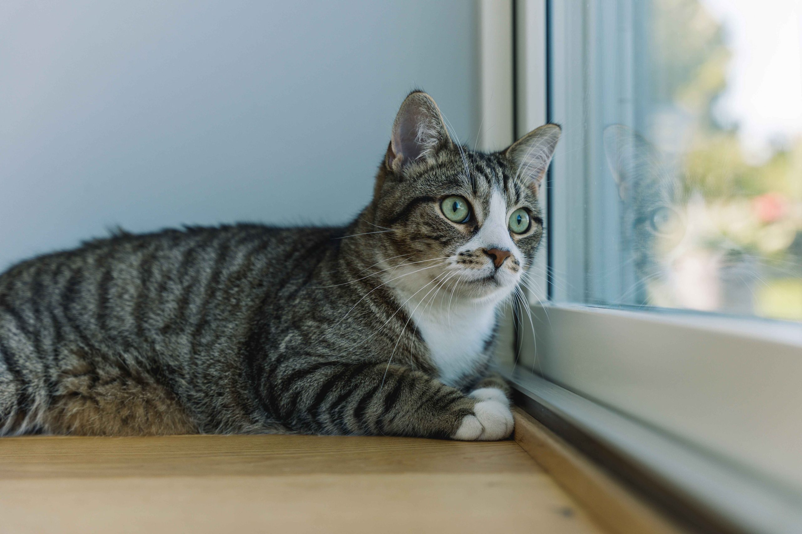 Chat observant l’extérieur depuis une fenêtre