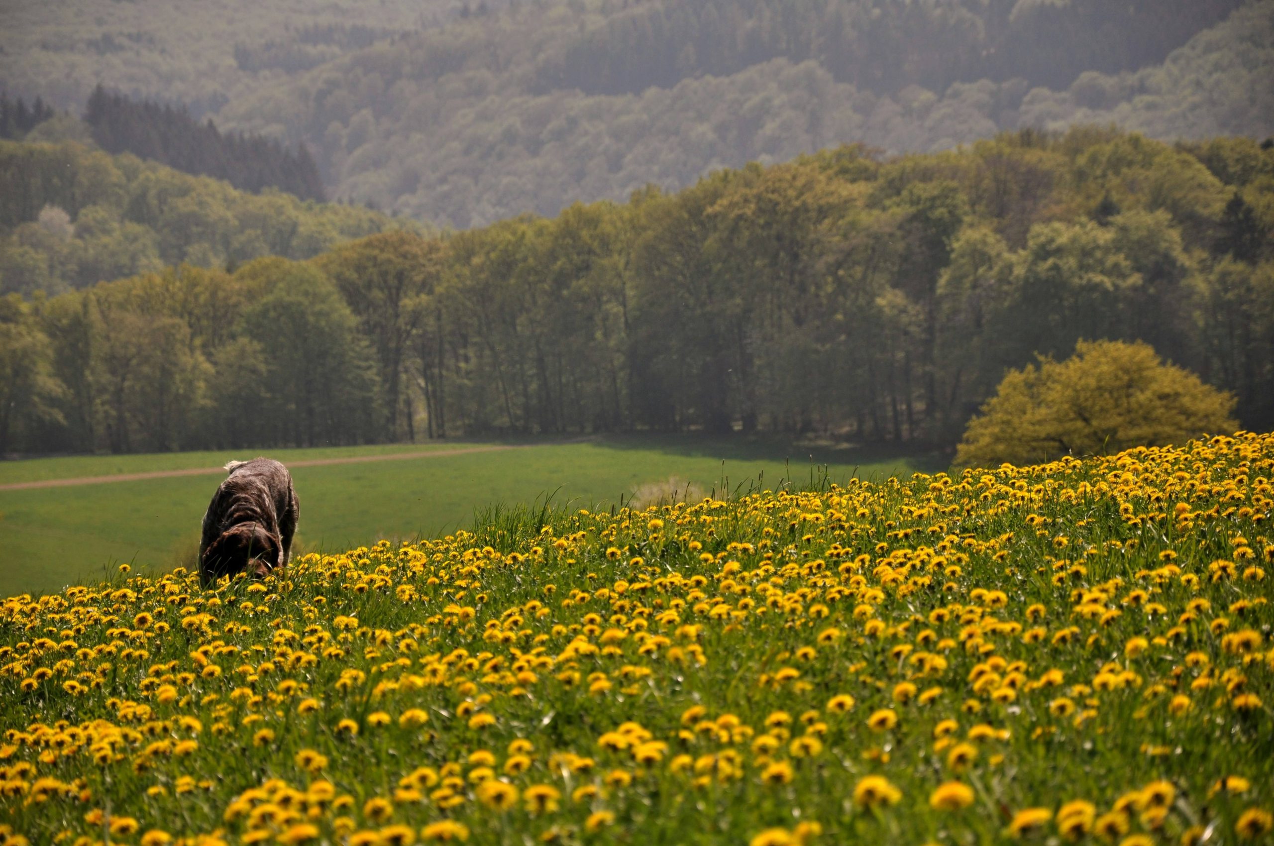 Chien explorant un environnement naturel riche en odeurs