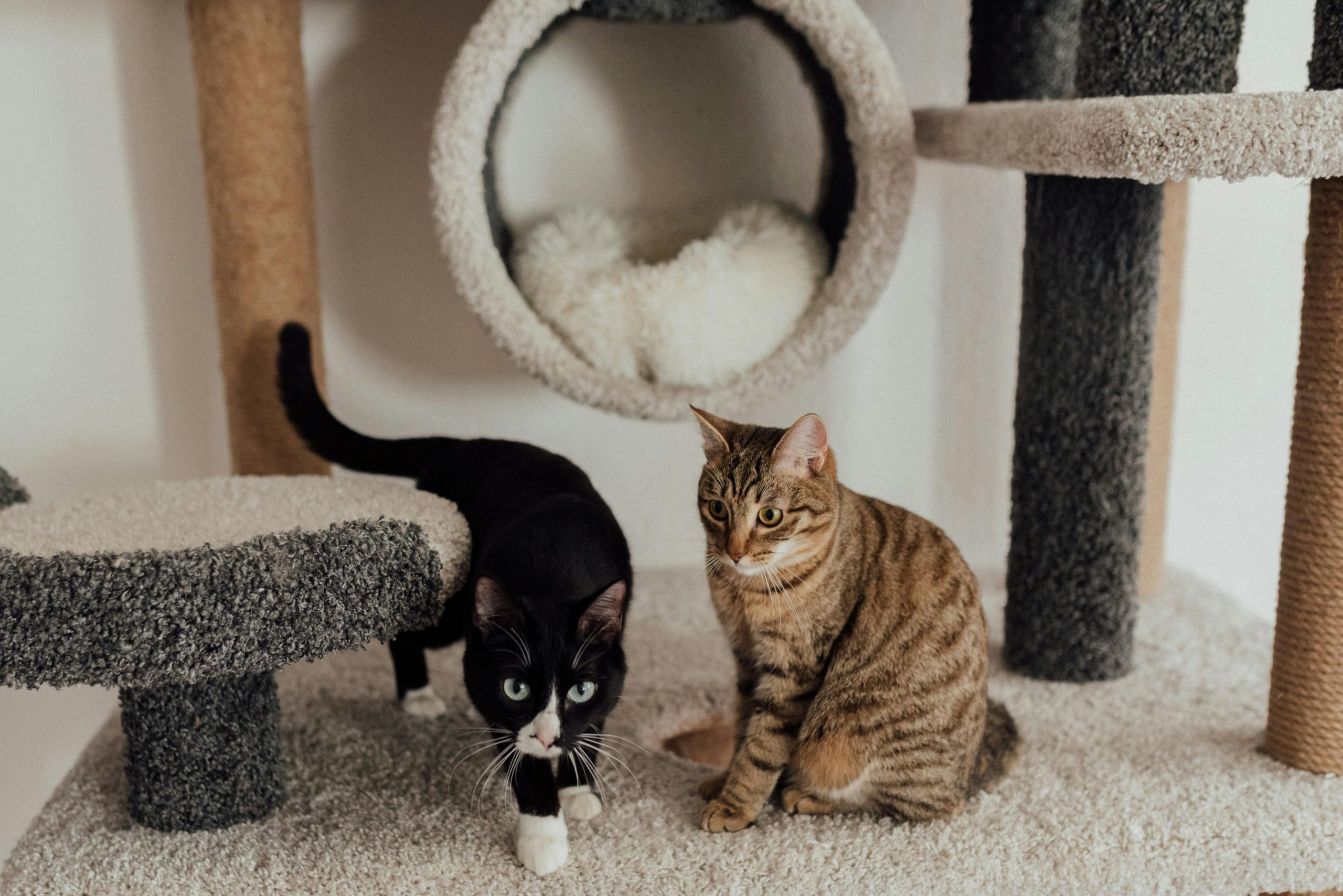 Deux chats partageant un espace sur un arbre à chat