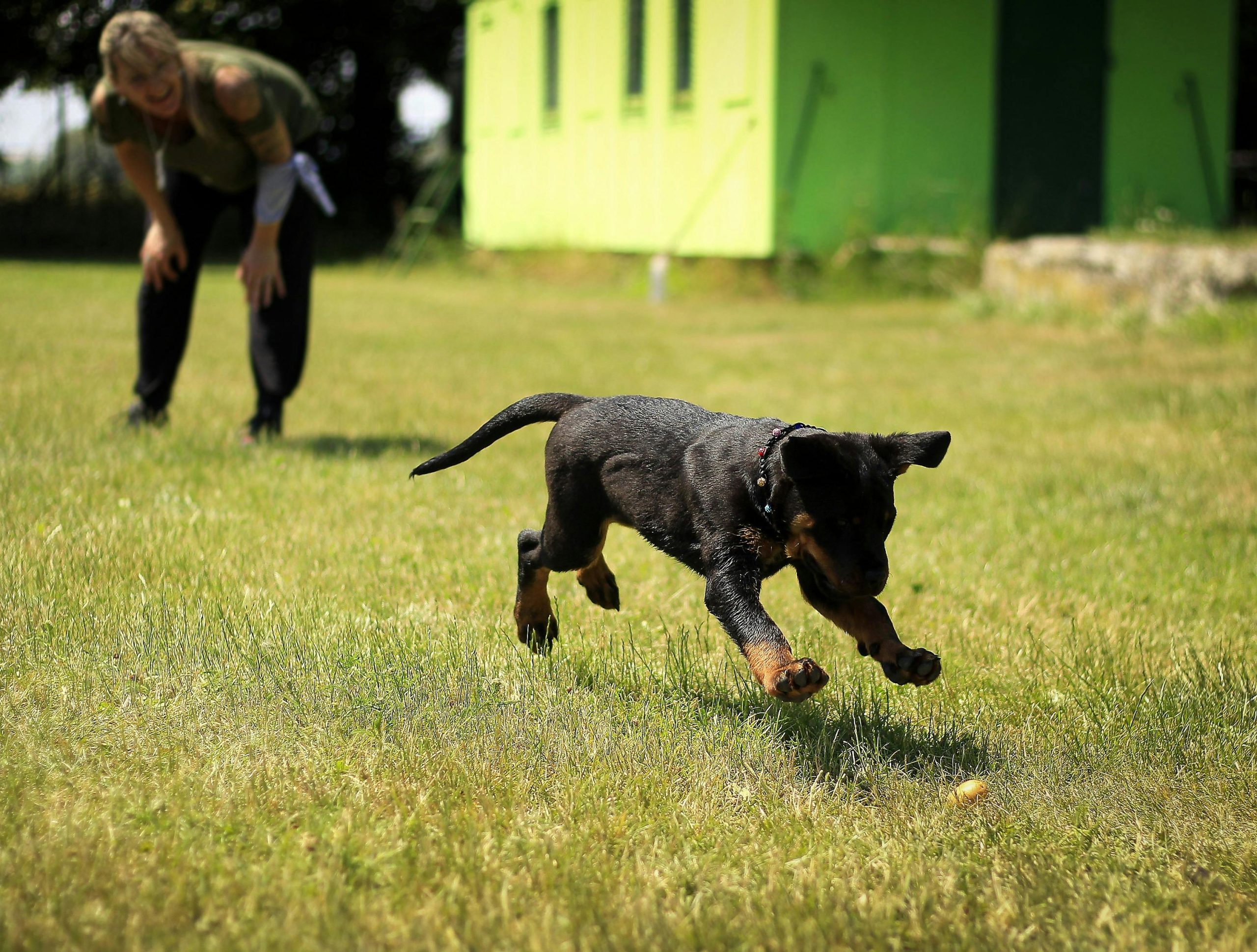 Jeune chien jouant avec une personne dans un environnement extérieur