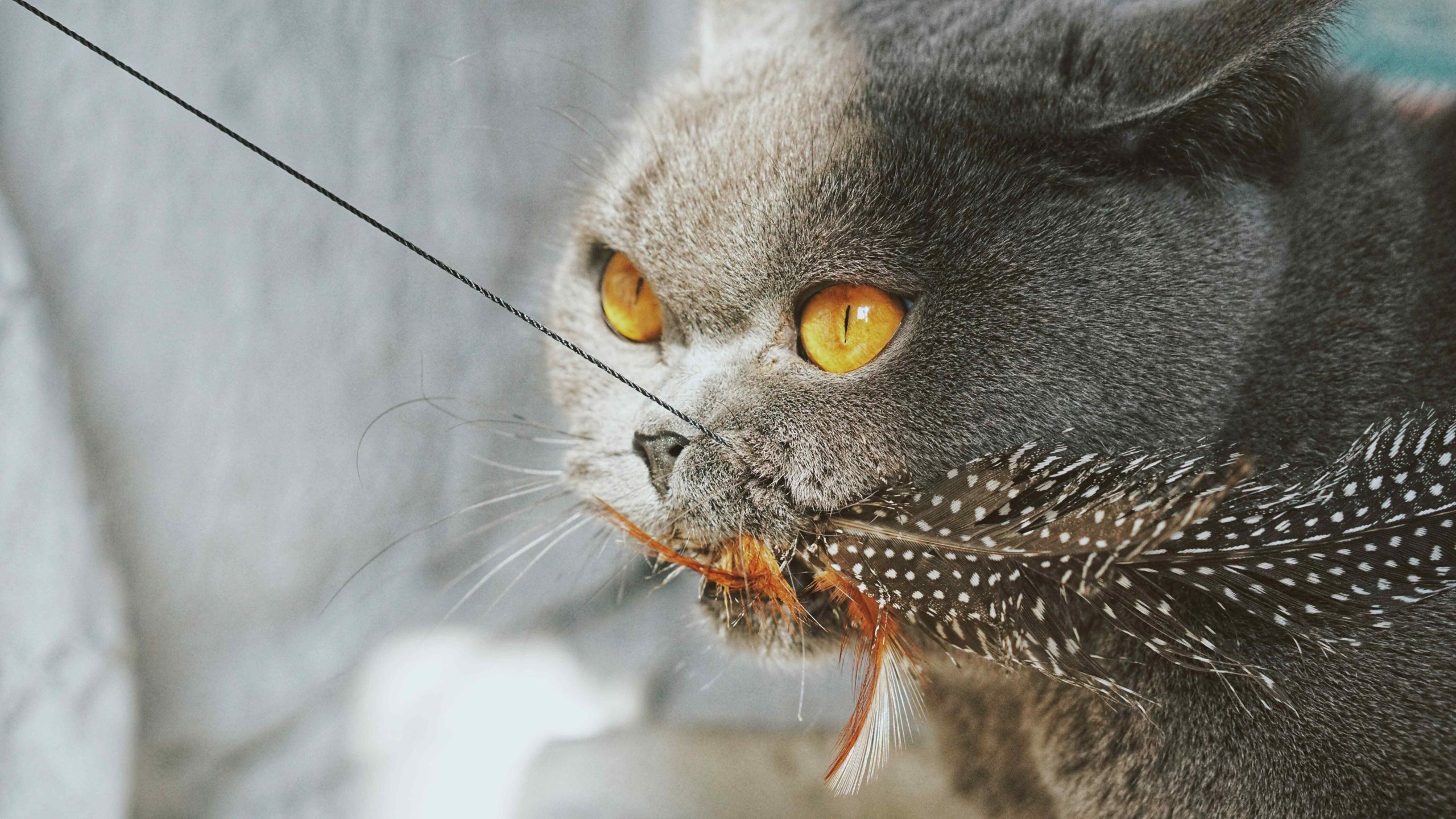 Chat tenant un jouet à plumes simulant une activité de chasse