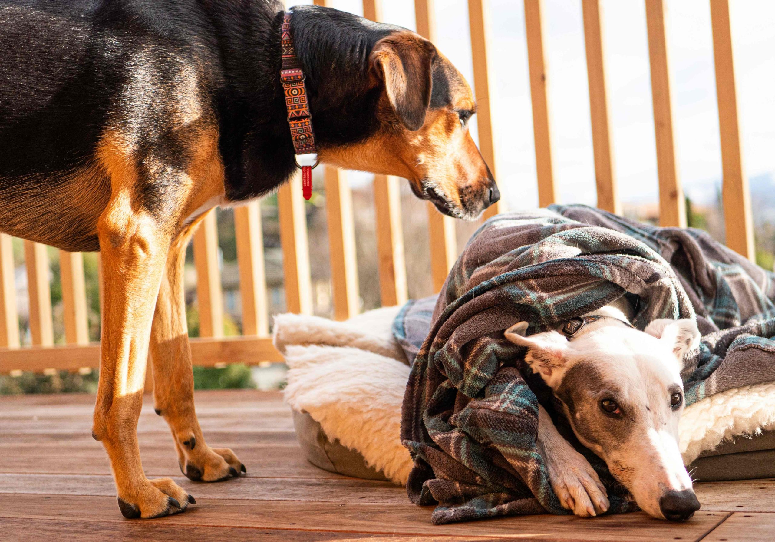 Organisation des ressources et gestion de l’espace entre chiens